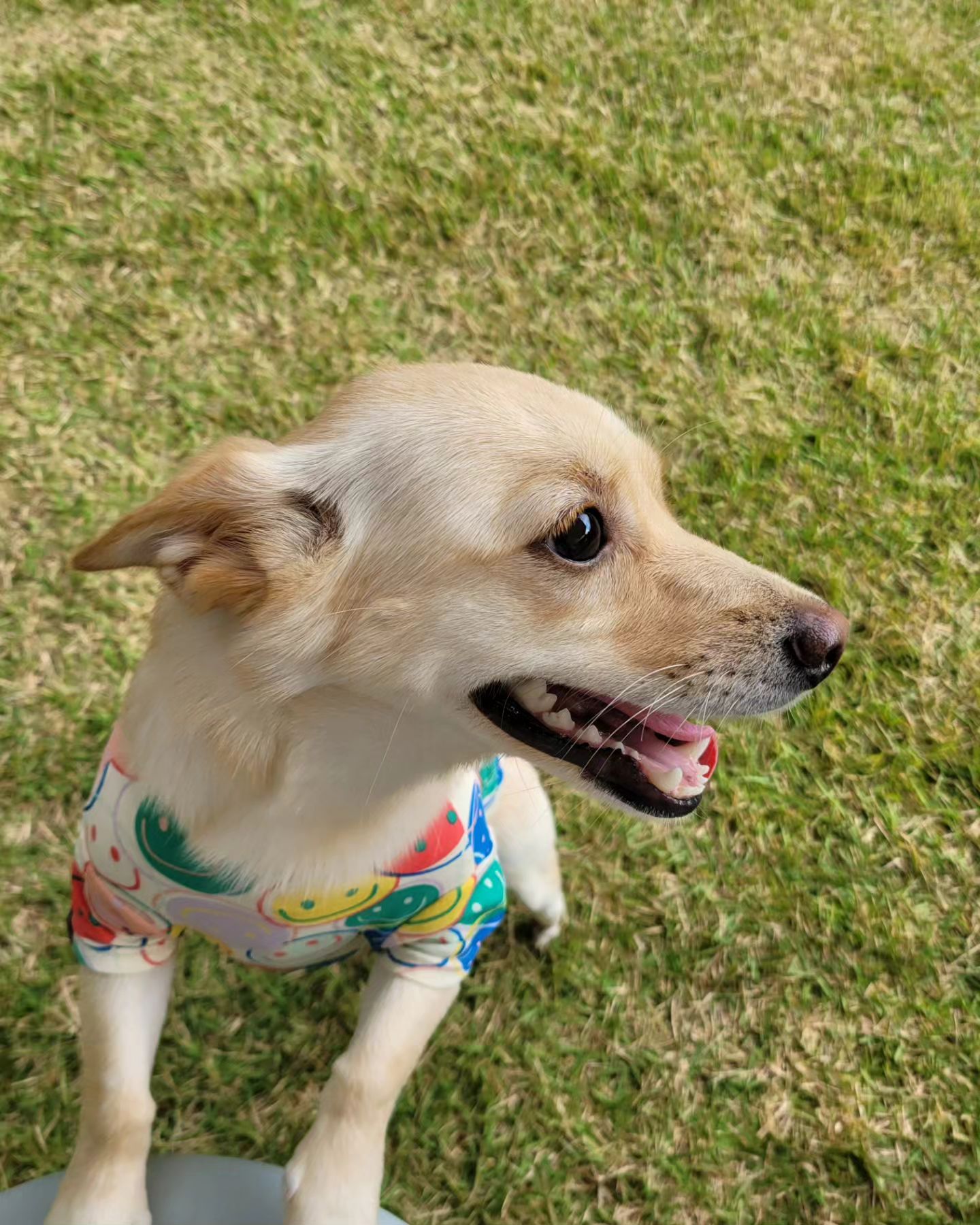 #뽀미솜이🐶🐶 
#애카나들이 

#대구애카투어중🫡

#개린이일상🐕 #개린이우다다
#개린이하루🐶🧡