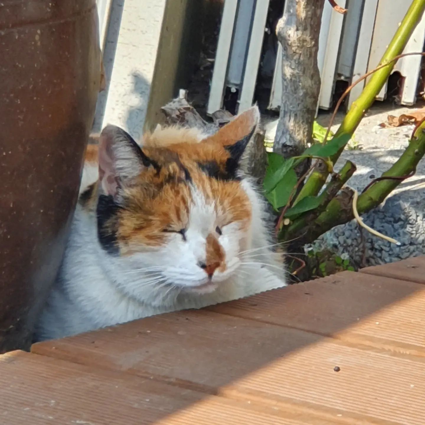 삼색 냥냥이 안냥 🐾
..
#귀여웠어 #catlovers #빵디
#고양이는정말귀여워 #😸😸😸