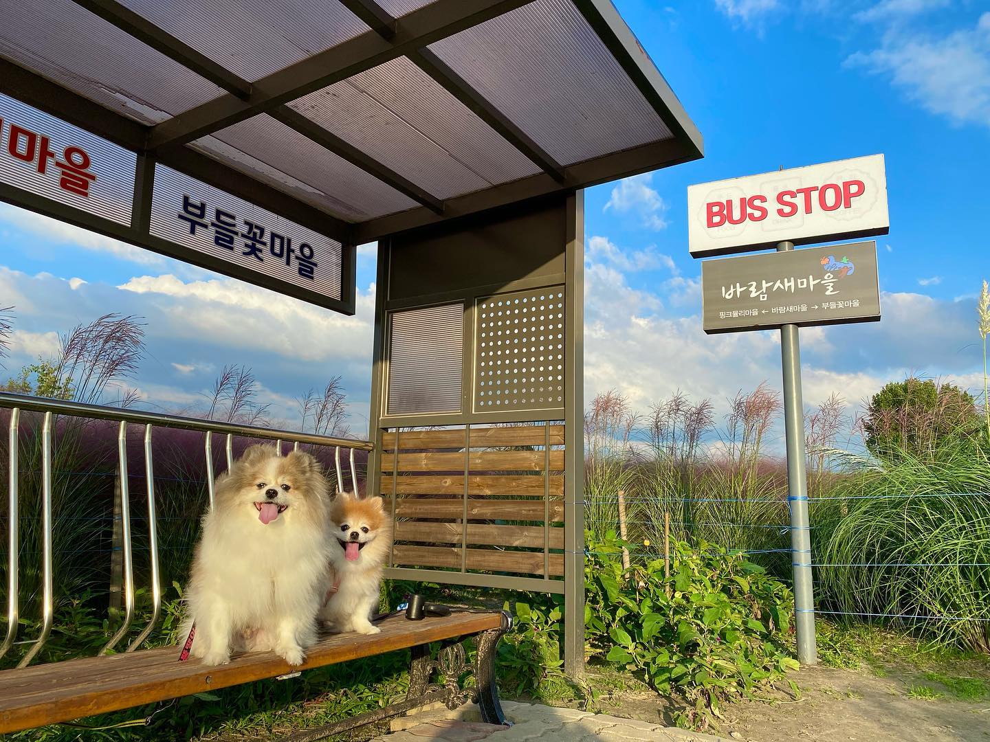 바람새마을에서 버스 기다리는중🚌
.
.
#핑크뮬리 #바람새마을 #바람새마을핑크뮬리 #소풍정원 #고덕바람새마을 #dogstagram #dog #doglover #멍스타그램 #포메라니안 #파티포메 #멍멍이 #멍멍이그램 #애견인 #쉐이블포메 #쉐이블포메라니안 #파티포메라니안 #개린이 #개스타그램 #독스타그램 #댕댕이 #댕스타그램 #반려견 #강아지 #강아지일상 #댕팔 #댕팔맞팔 #멍팔맞팔환영 #멍팔맞팔
