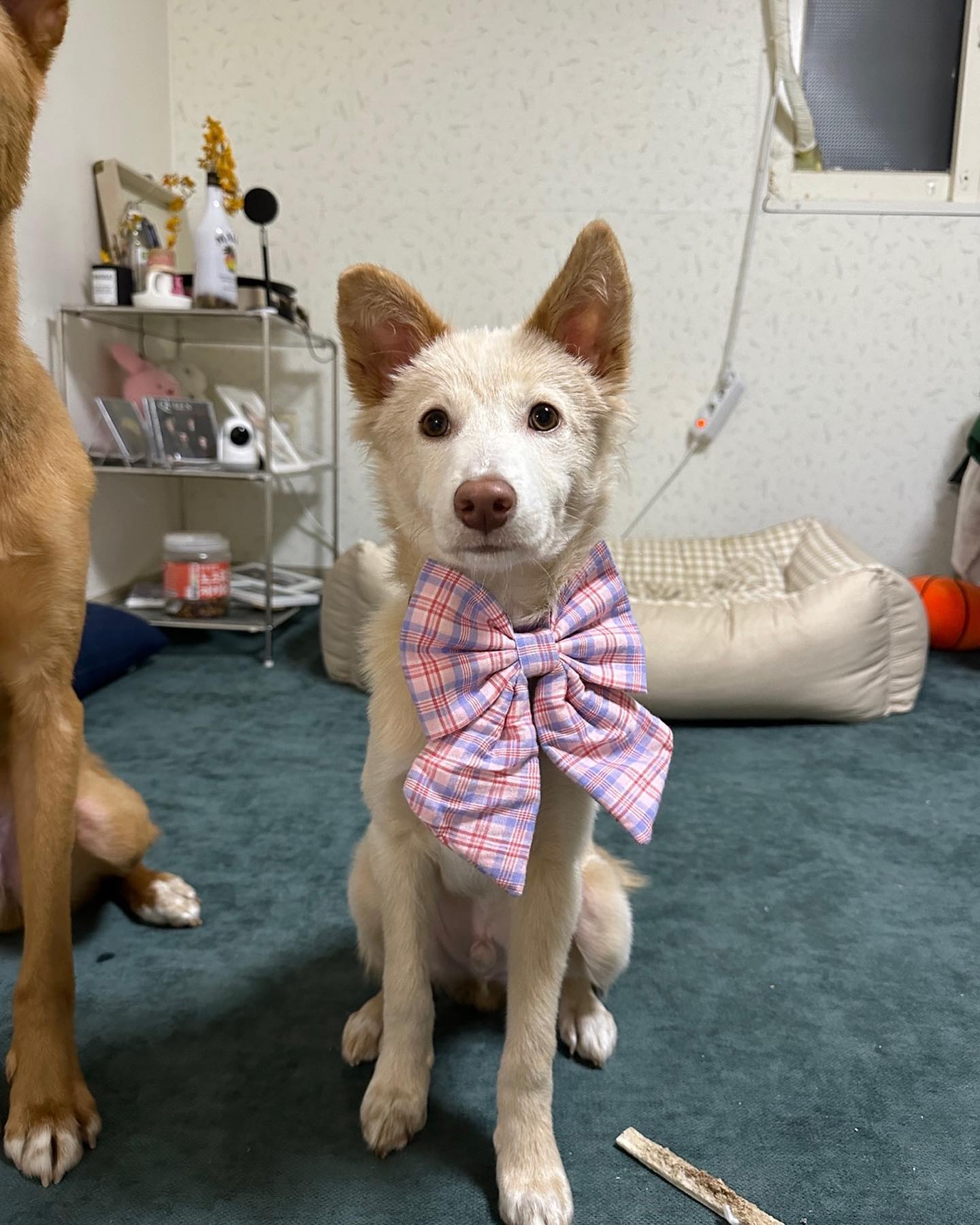 안녕 나는 신다봄 ! 🐶 #동보연마요 

🎀 남아 중성화 완료/5개월 추정/7kg 쁘띠사이주

🎀 태어난 김에 사는데, 태어난 김에 더 행복하고 싶은 강아지
사람도 강아지도 너무 좋아하는 슈퍼EEEE
얼른 나의 귀여움을 널리 퍼트리라구 !
나는 언제든지 뛰어놀 수 있는 체력을 보유한 슈퍼멍

🎀 다온이랑 자라면서 둘째는 충분히 즐겼기에 
외동으로 자라면서 더 많은 배움을 배우길 바라고 있어요.

🎀 흥분도가 높은 편이라 조금만 신나도 줄당김이 있다보니 
산책 교육에 이해도가 있으셔야 해요.
사람도 강아지도 함께 배워야 하는 펫티켓 아시죠?!🐶

🎀사람도 강아지도 너무 좋아하는 다봄이라 분리불안도 살짝 있습니다.
(엉아랑 같이 있으면 괜찮은데 떨어지면 서러워서 움)
그치만 유치원도 잘 다니고 사교성도 왕 좋은 발랄함 가득한 강지

강아지 임보와 입양은 절대 절대 쉽지 않고
사람도 강아지도 배움이 있어야 건강한 관계가 이루어진다고 생각합니다.
제일 예쁘고 귀여울 때 얼른 좋은 가족을 만났으면 좋겠지만
신중하게 생각하고 또 생각해 주셨으면 좋겠어요.
이 해맑은 친구에게 웃음이 사라지지 않길 바랍니다. 
daon_jxxun 소중한 인연이 찾아오기를 희망합니다.

#사지말고입양하세요 #사지마세요입양하세요 #동물보호연대