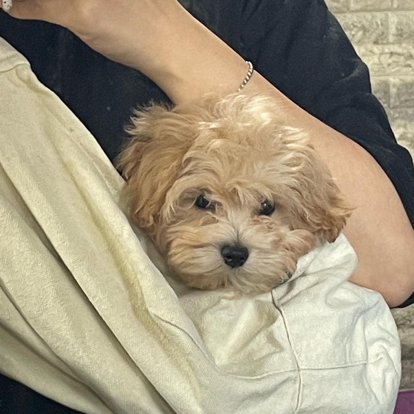 하🤦🏻‍♀️
존트귀여운내코코🧸
#코코일상
#형아는언제와?