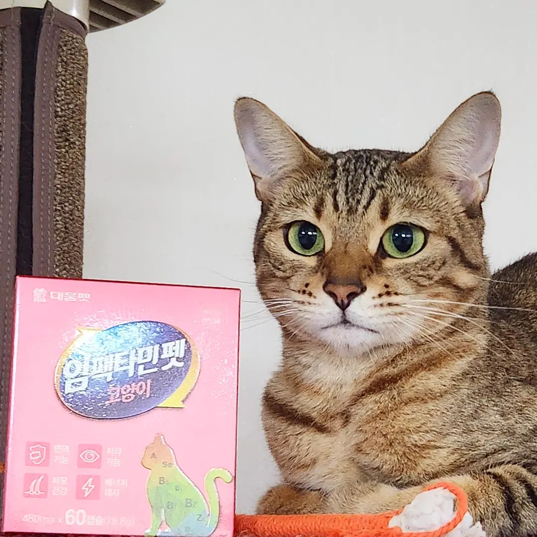 #협찬

율무가 대웅펫 임팩타민펫 고양이를 받았어요🐱

임팩타민펫 고양이 하루 1정으로 고양이 건강에 필요한 13종의 비타민과 미네랄을 한 번에!

캡슐 형태로 기호성을 높인 반려동물 영양제 ‘임팩타민펫’! 고양이의 면역기능, 시각기능, 에너지대사 등 고양이 건강에 도움

사람 건강기능식품과 똑같이 제품에 표기된 함량 100% 보장!

타우린 : 고양이 필수 아미노산, 심장, 눈건강에 도움
엘라이신 : 고양이 필수 아미노산, 면역, 근육 생성에 도움
비타민A : 눈 건강, 피부 건강에 도움
비타민B : 활력 개선에 도움
비타민D : 뼈 & 관절 건강에 도움
비타민K : 혈액 응고 기능에 도움
아연 : 면역력에 도움
셀레늄 : 항염 & 노화 방지에 도움
엽산 : 빈혈, 신진대사에 도움
프락토올리고당 : 장 건강에 도움
비오틴, 판토텐산 : 피부, 모질개선에 도움
나이아신 : 구내염에 도움

습기와 산화에 강한 개별 PTP 포장으로 안정성과 보관&급여에 용이

‘휴먼 스탠다드’ 사람 식품과 동일한 품질관리 기준을 적용하여 건강기능식품GMP 및 식품HACCP 인증보유

❤️율무 후기❤️
율무는 평소에 따로 영양제나 이런걸 챙겨먹은적이
별로 없는편이였는데 이제 4살이 되니깐 조금씩
건강에 걱정이 생기더라구요! 그런데 마침 좋은 영양제를 받게되어서 너무 좋더라구요🥰
캡슐형태라서 먹이기도 편리해서 좋아요!
먹이는게 어려울줄 알았는데 쉽게 먹였어요👍🏻

#광고 #임팩타민펫 #대웅펫 #고양이백내장초기 #고양이오메가3

daewoongpet_official