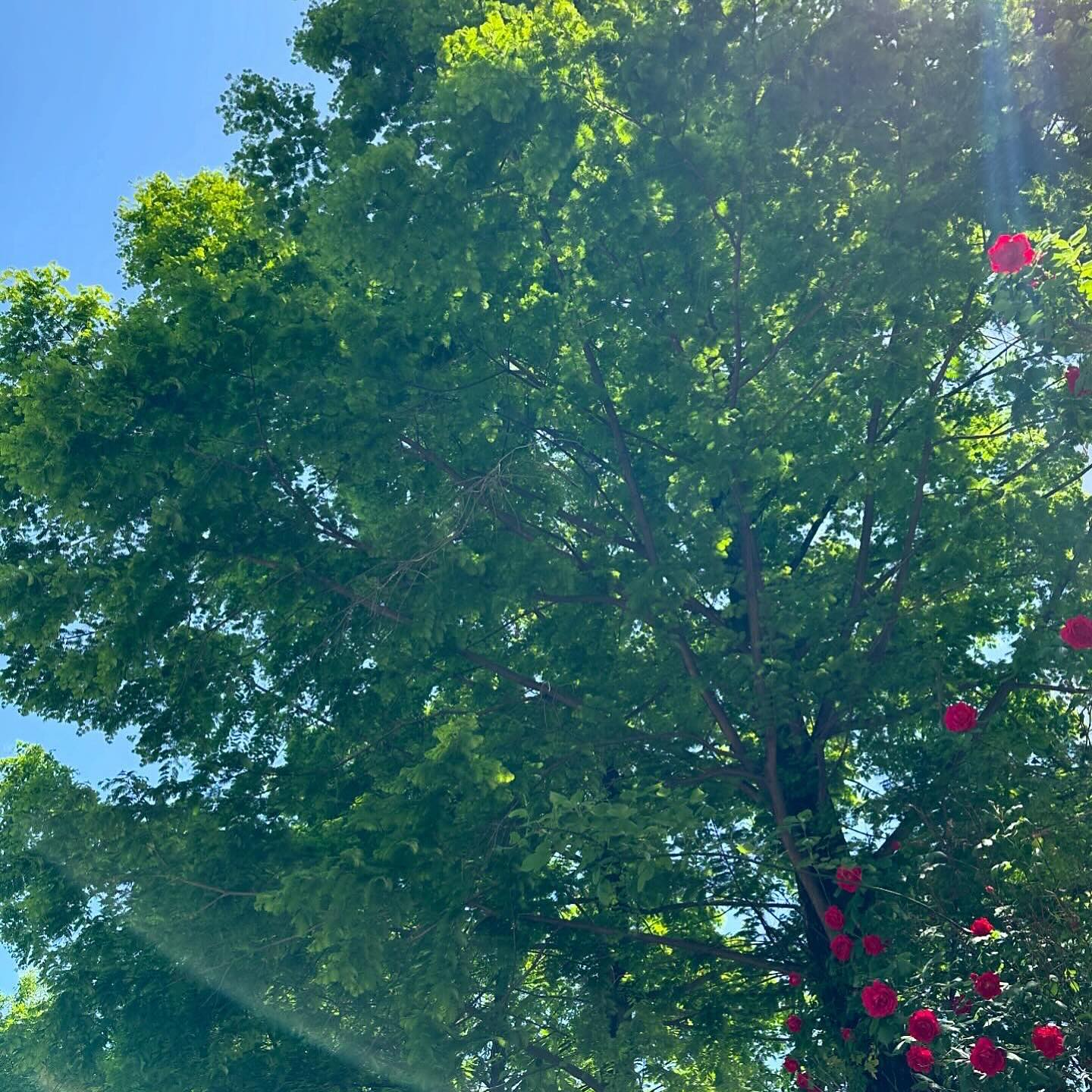 🌹☁️🩵💙
