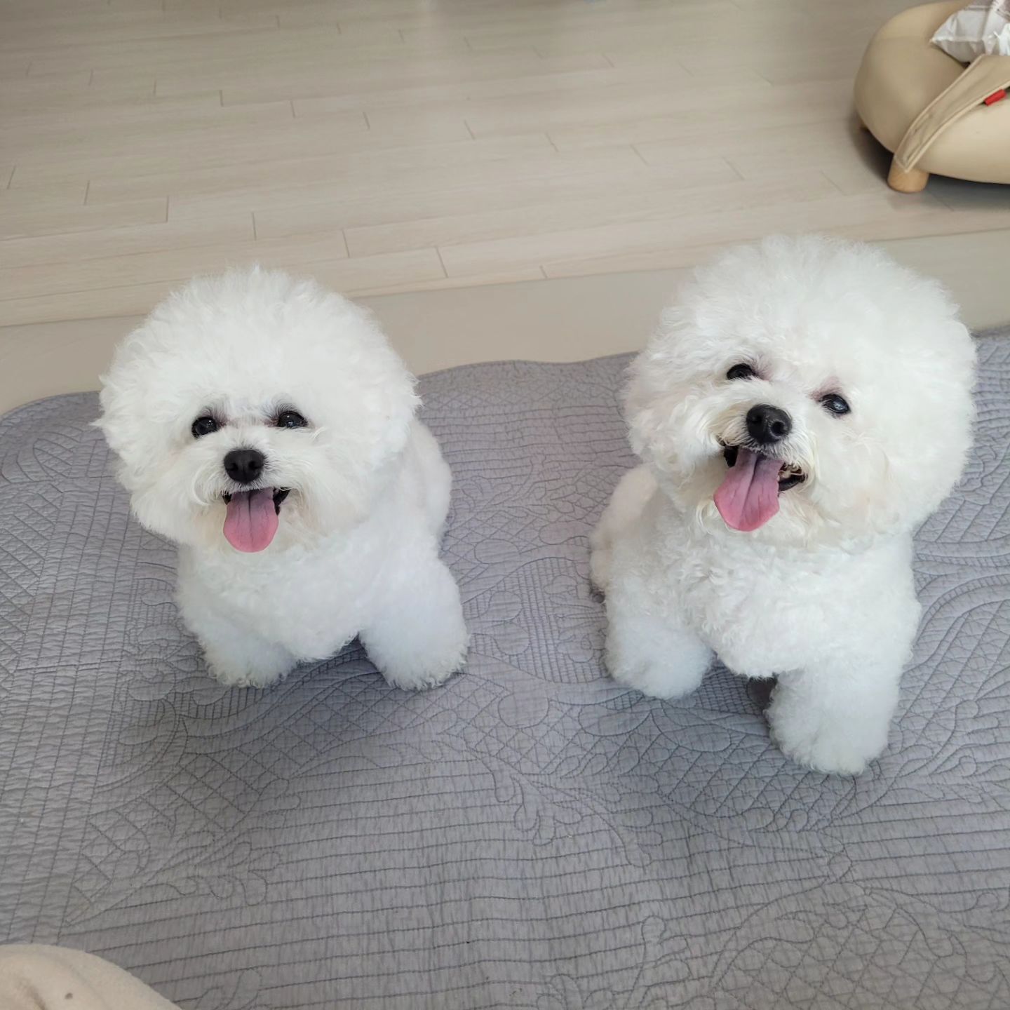 귀욤 

#비숑