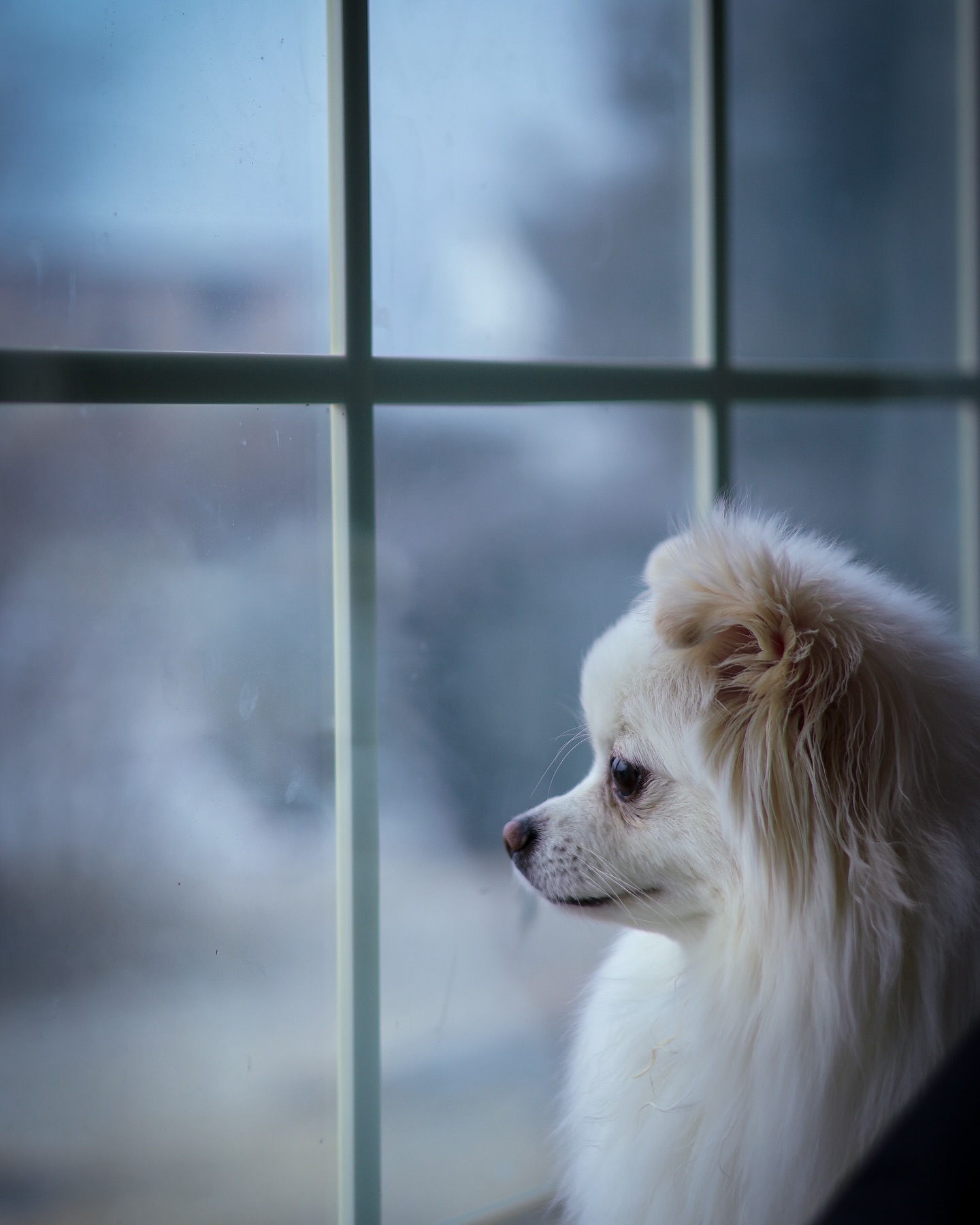 아주버님이 찍어주신 설이공주 🤍🐶