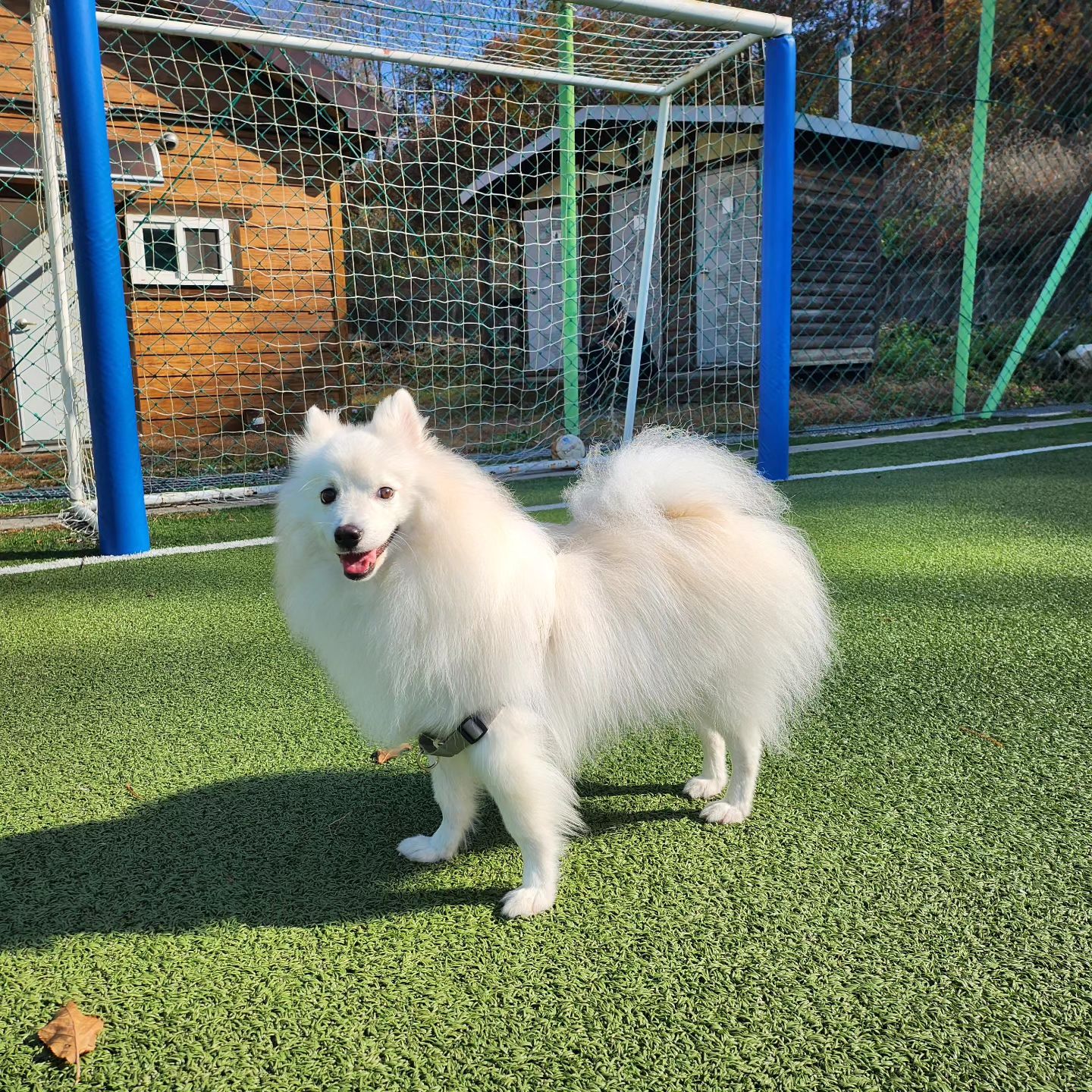 #날이좋아서☀️ #로건 #아루 
어머님네 강아지 🐶  아루야 날날이 귀여워지는구낭😊