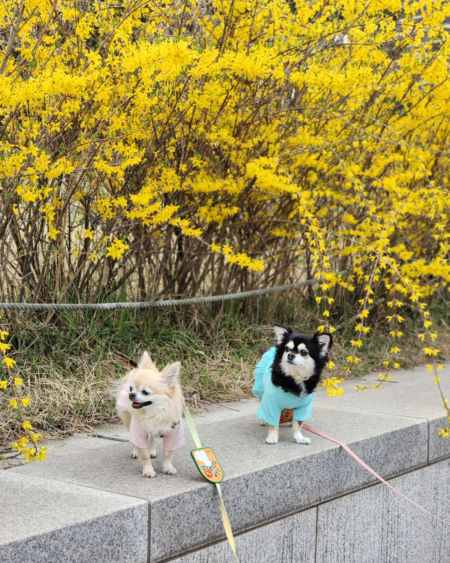 봄스러운 울집 꽃송이들🐶🌸💜

센팍으로 산책하구 왔어요🐾🐾
봄되니 사람들이 바글바글~ 그래도 열심히 잘 걷구왔지요!

#치와와#장모치와와#노견만세#Chihuahua#チワワ#ロングコートチワワ#奇瓦瓦狗