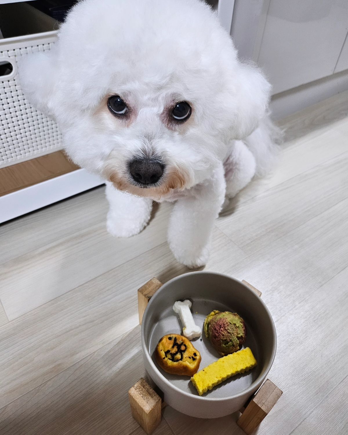 건방진 우리집강아지🐕
간식은 꼭 잘라줘야 드시는 상전
예쁘고 귀여운간식들 잘먹었습니다🩷

dangbreads