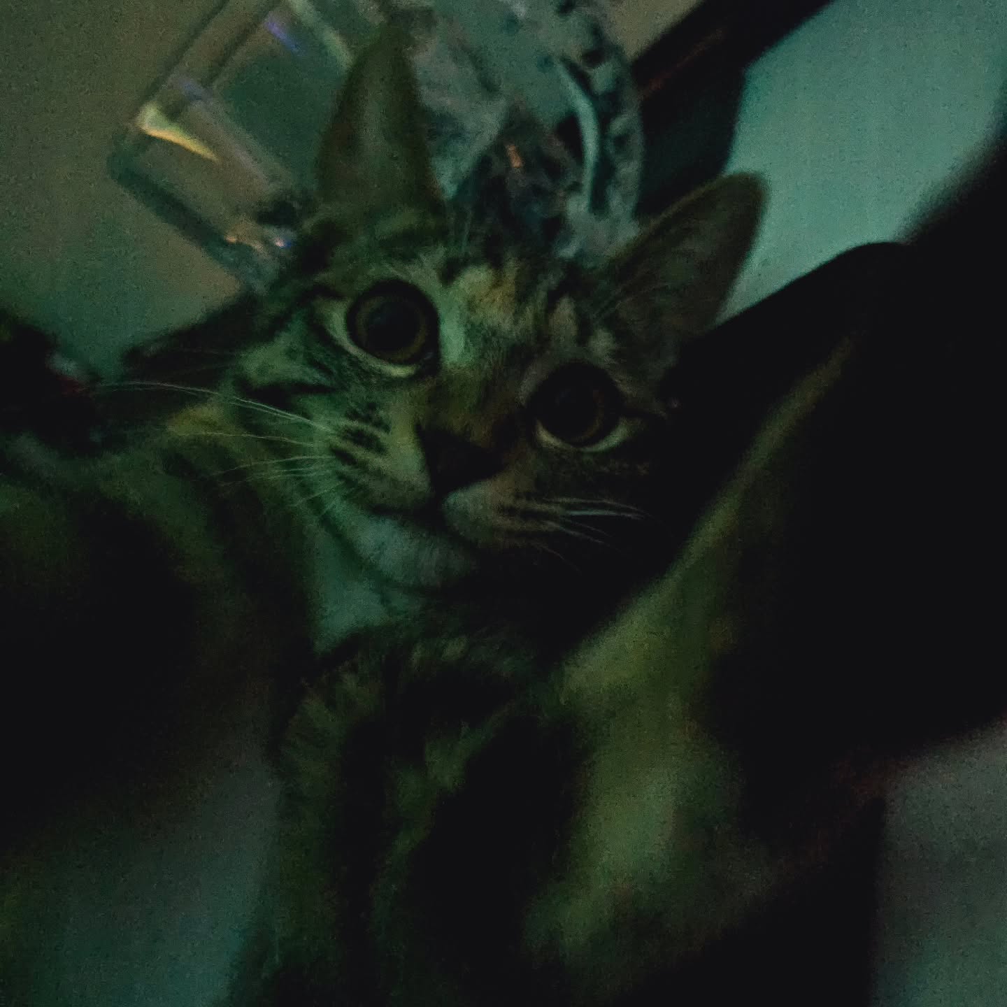 콘텐츠