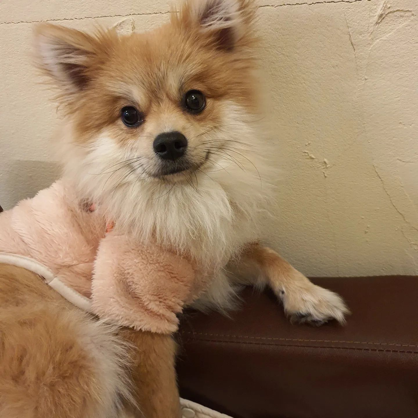 😥

휴 넘 힘들다
최근에 협찬글 많이 올려
피곤함을 드린 것 같아 죄송해용
낼부터 첫출근이라 밀린 글들
급하게 적었네요..😭흑흑
다시 저희 가족 일상에 집중하며
좋은 꿀팁 있으면 공유하께요❣️
제 첫출근 응원해주세용~~
ps. 서울가려면 4시반에 인나야 돼ㅠ

#에휴 #미리미리하지 #빡신일정 #빡신스케줄 #강아지일상 #라떼일상 #강아지랑 #고마워용 #첫출근 #낼부터시작 #출근전 #화이팅‼️ #신혼일기 #신혼쀼 #신혼일상 #신혼소통 #신혼부부소통 #신혼생활 #신혼부부일상