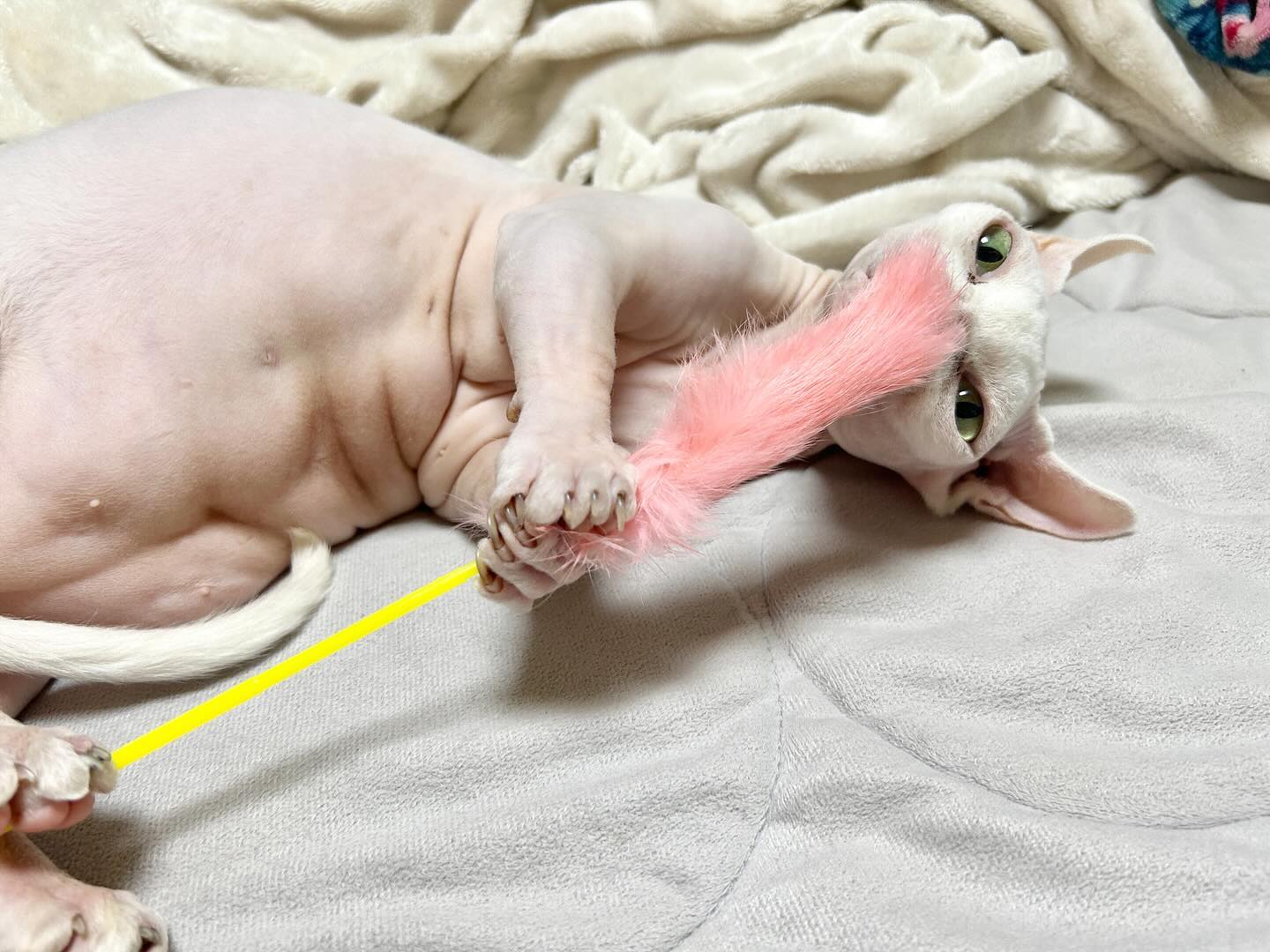 💗

새 오뎅꼬치에 푹 빠져듬💗
혼자서도 잘 놀아요 데굴데굴
그러다가 코로 가져가는 거 너무 귀여와😘