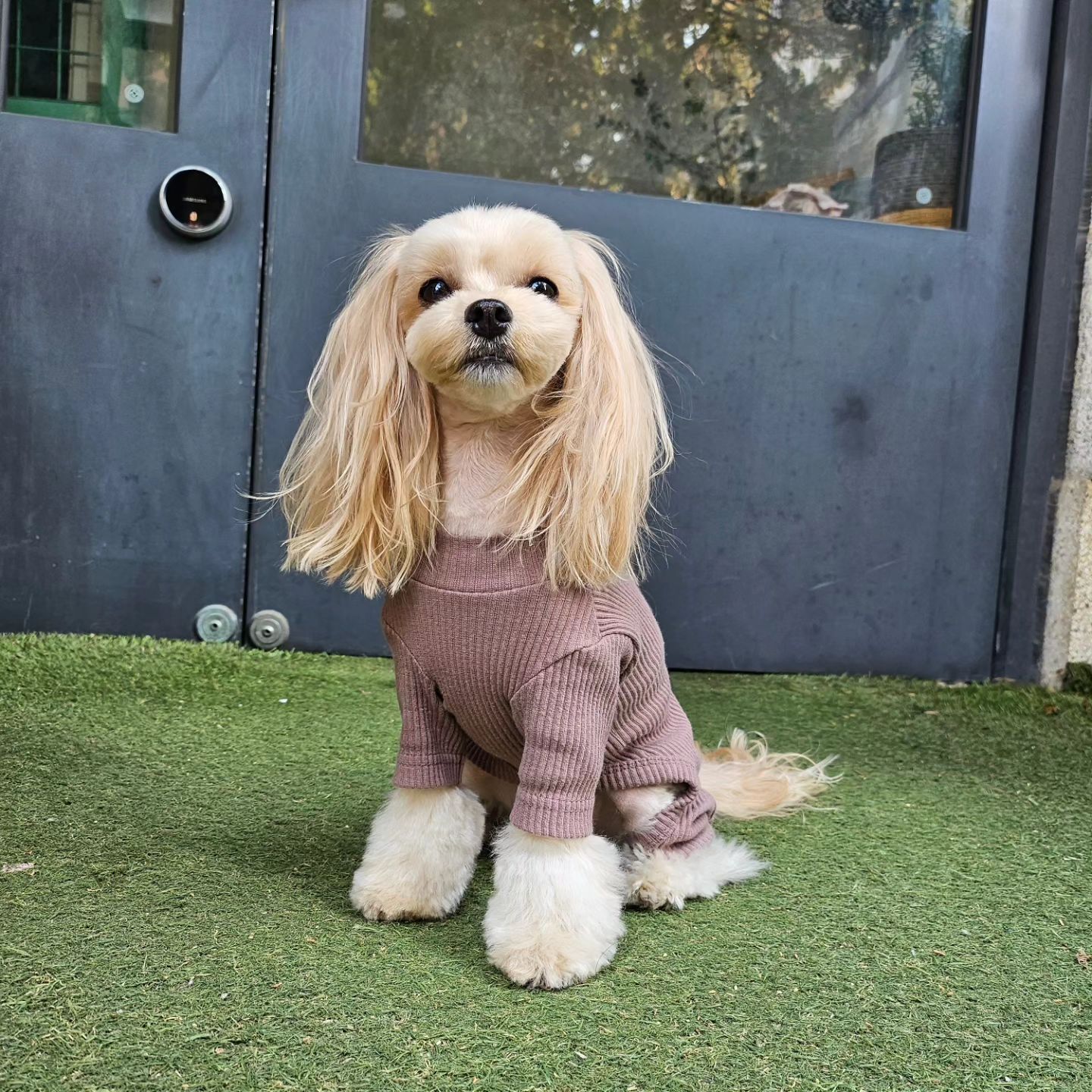 다니던 병원에 화재로 리모델링 하느라 4개월 만에 미용~
그동안 털찜으로 살쪘다는 오해를 엉킹털과 함께 말끔하게 잘라냈다

#애견미용 #말티푸여름 #애견 # 반력견 #우리집막내 #3배는작아졌어 #털찜 #