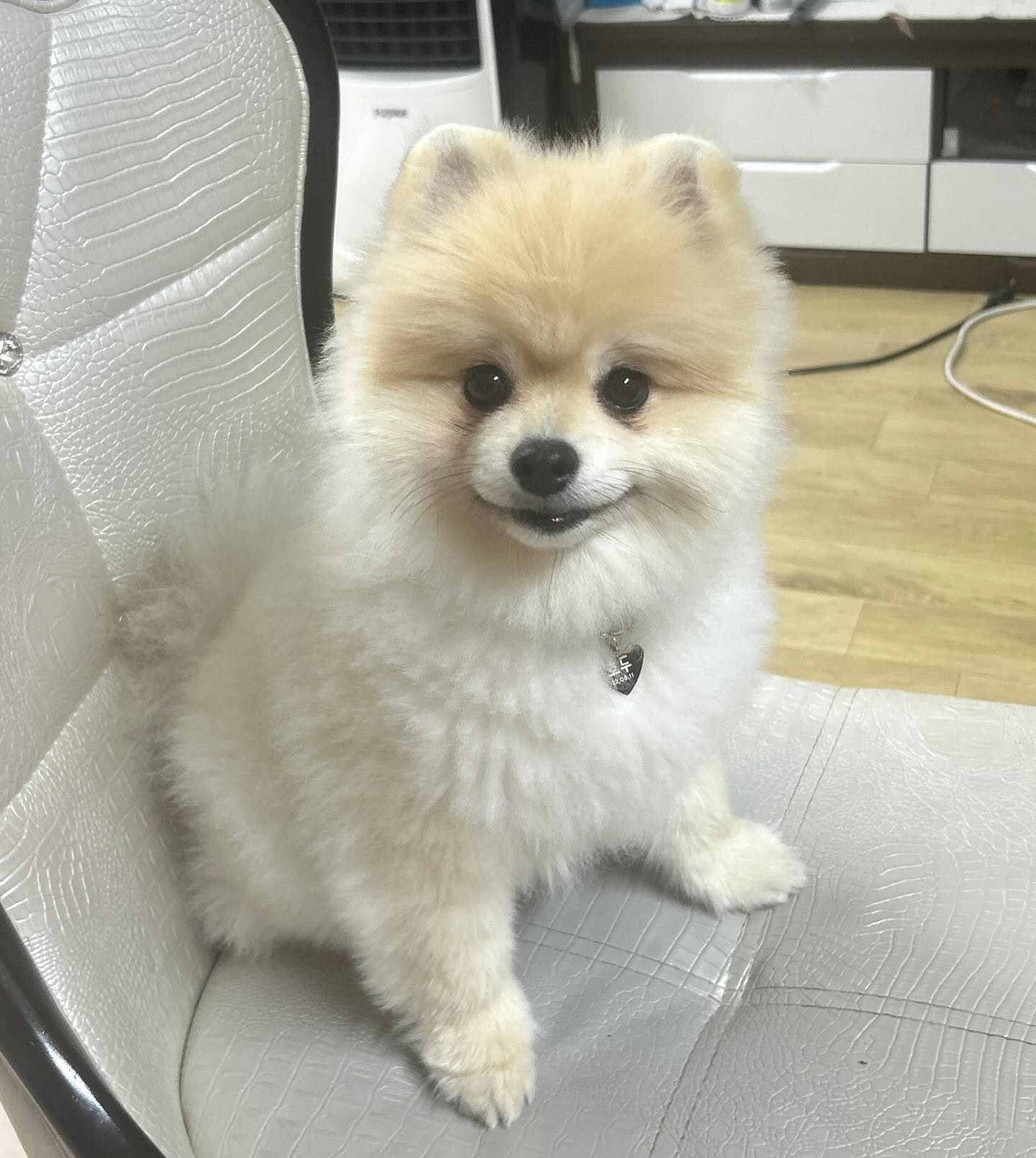 나 이제 식탁에도 앉을 수 있다멍🧡🧡