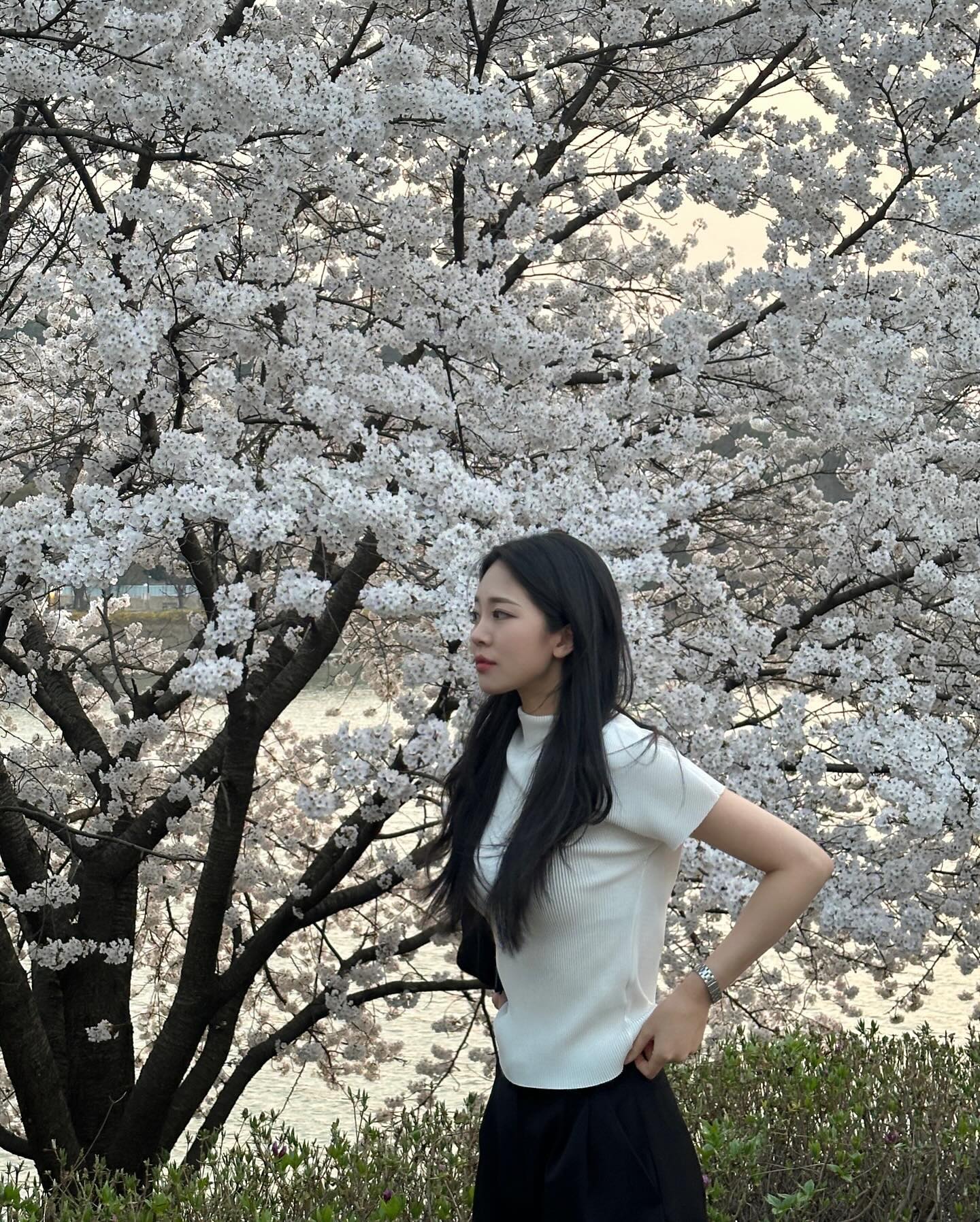 떨어질 때까지 원 없이 벚꽃🌸🤳🏻