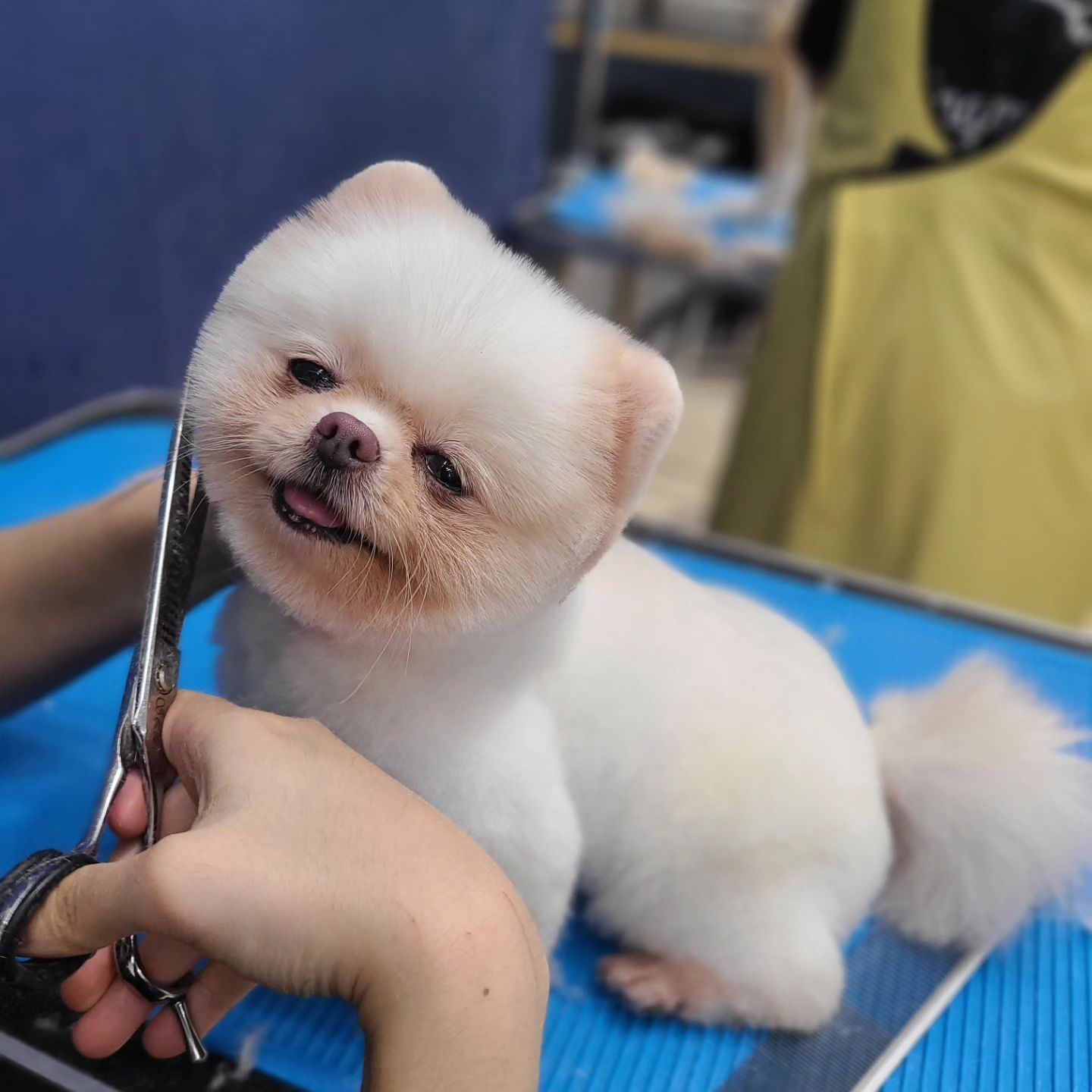 #양주애견미용학원
#원장직강
.
실견 실습 🐶
.
 ✔️ 자격증 준비기간 동안에도 실무수업/펫미용 수업을 함께 진행합니다
✔️ 소수정예 1:1 개별수업으로 진행됩니다 
.
#원장님직강 #김형종교수님
#개인지도 #실견수업학원
#애견미용사자격증
.
#애견미용사2급 #애견미용사3급
#의정부애견미용학원 #동두천애견미용학원 #포천애견미용학원 #파주애견미용학원
#애견미용학원 #애견연맹 #위그램클립 
#개인교습 #애견미용개인교습 #대형견미용
#꿈나무애견미용실 #양주애견미용