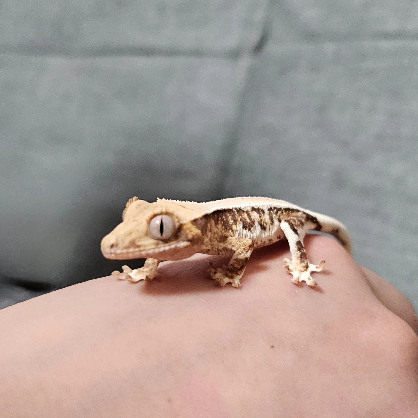 -♡

우리집 새친구 생긴날🙄

이름 또롱이🦎
성별 아직몰라요🙄

아프지말구 쑥쑥 잘커보자잉🦎

#나파충류좋아했네 귀엽긴하네 

#크레스티드게코
#크레스티드게코릴리화이트 

#아들맘 #형제맘#11살#8살
#초딩#초딩맘#초4#초1
#육아맘#육아소통 #육아맘환영
#큰아들#내사랑 #내보물 #워킹맘#주부
#육아일상 #일상 #소통 #좋아요 #맞팔 #인친
#애스타그램 #럽스타그램#세종맘#젊줌마
#엄마가세상에서제일사랑해아들들❣