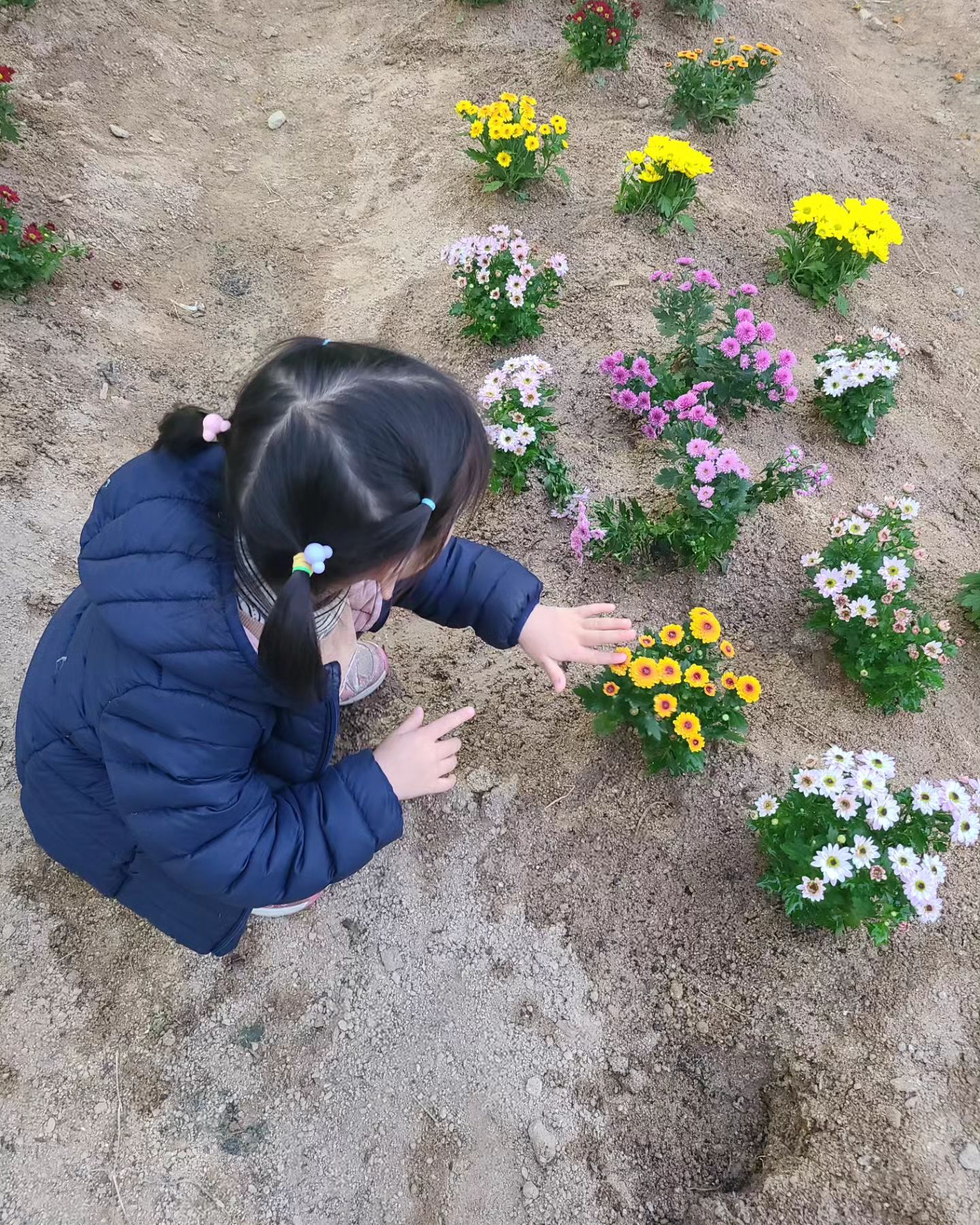 #힘아윤💕 
꽃보다 아유니지만 
자기가 심은 국화 자랑중
텃밭에 국화 심은 유치원
참 좋다!!!