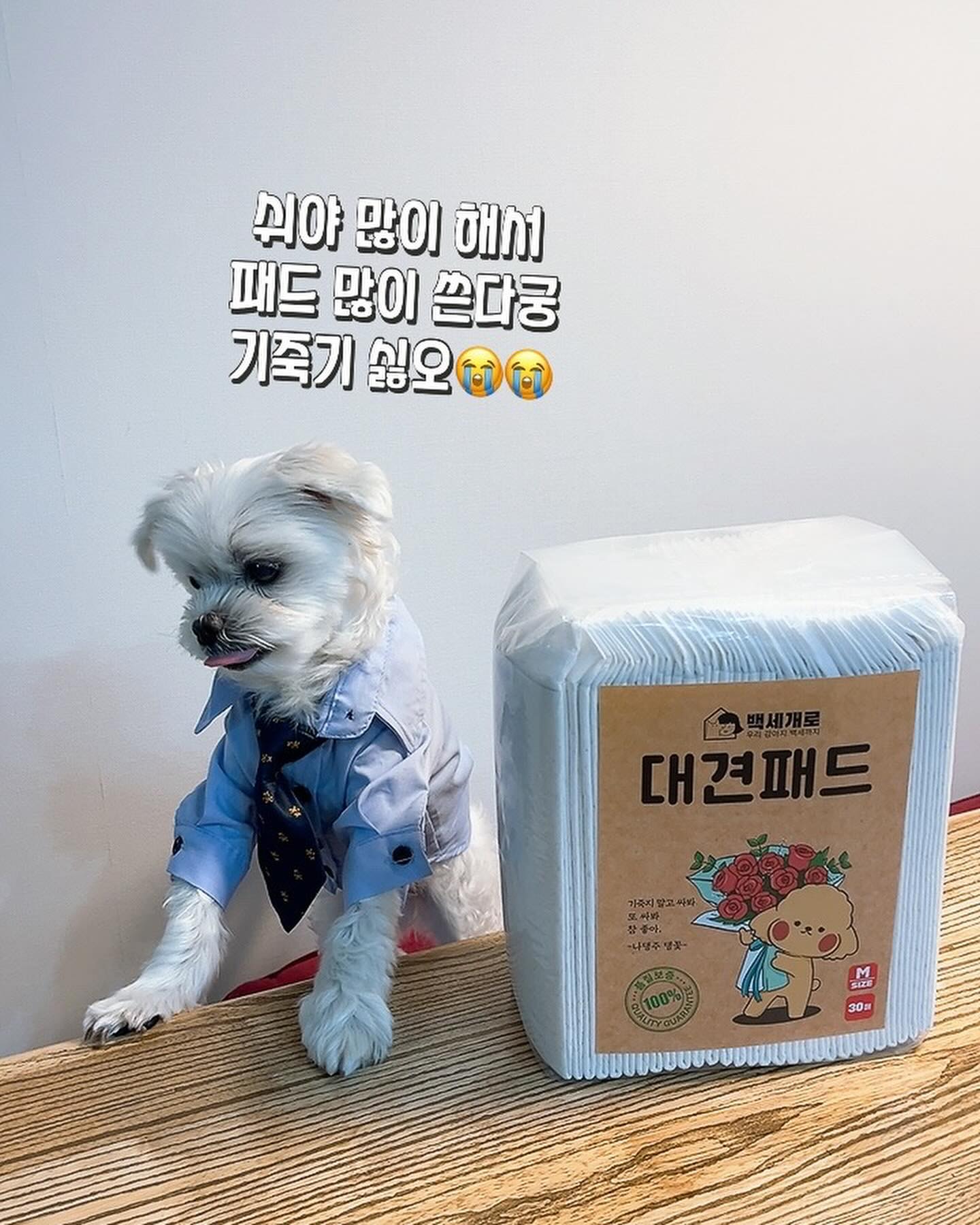 #협찬 #제품제공 #백세개로

제발 제발 한번만 봐줘 친구들아 >.<
11년 견생🐶 이렇게 신기한 배변패드는 처음이라 콩이가 소개하려구 달려왔오😍😍
이번에 좋은 기회로 🌟백세개로 대견패드🌟 를 선물 받아서 사용해 보았어❤

❤내가 물을 엄청 많이 먹는 편이라 매번 폭풍쉬야를 하는데, 패드를 하루에 5장 이상 사용해서 울옴마가 항상 힘들어 하시거든😅😅
❤백세개로 패드는 흡수력이 좋아서 하루에 1장으로 거뜬하더라궁✨✨✨
❤무엇보다 까다로운 울옴마의 마음을 쏙 사로잡아 버려서 너무 좋앙
❤이제 쉬야 많이 한다궁, 가족들한테 혼날 필요도 없구, 내맘대로 자신있고 당당하게 쉬야 가능😎😎

 ✨백세개로 대견패드✨  100_doglife 
 ✅ 하루 1장으로 오래오래
 ✅ 매쉬소재로 빠른 흡수&건조
 ✅ 500ML 대용량 흡수력
 ✅ 천연 대나무 숯 사용
 ✅ 탈취&항균 효과 탁월!
 ✅ 냄새 걱정&발찍힘 걱정 X
 ✅ 화학성분 무첨가한 안전한 패드(합성향, 유도제, 형광증백제 X)
 ✅ 2중 방수포로 패드 가장자리 부분 모서리 샘 방지

❤이거이거 진짜 대박이니 꼭꼭 백세개로 사용해 봥😘😘
-  구매: https://smartstore.naver.com/100doglife/products/9205660021

#대견패드 #애견패드 #강아지패드 #배변패드 #강아지배변패드 #배변패드추천 #강아지배변훈련 #강아지배변
