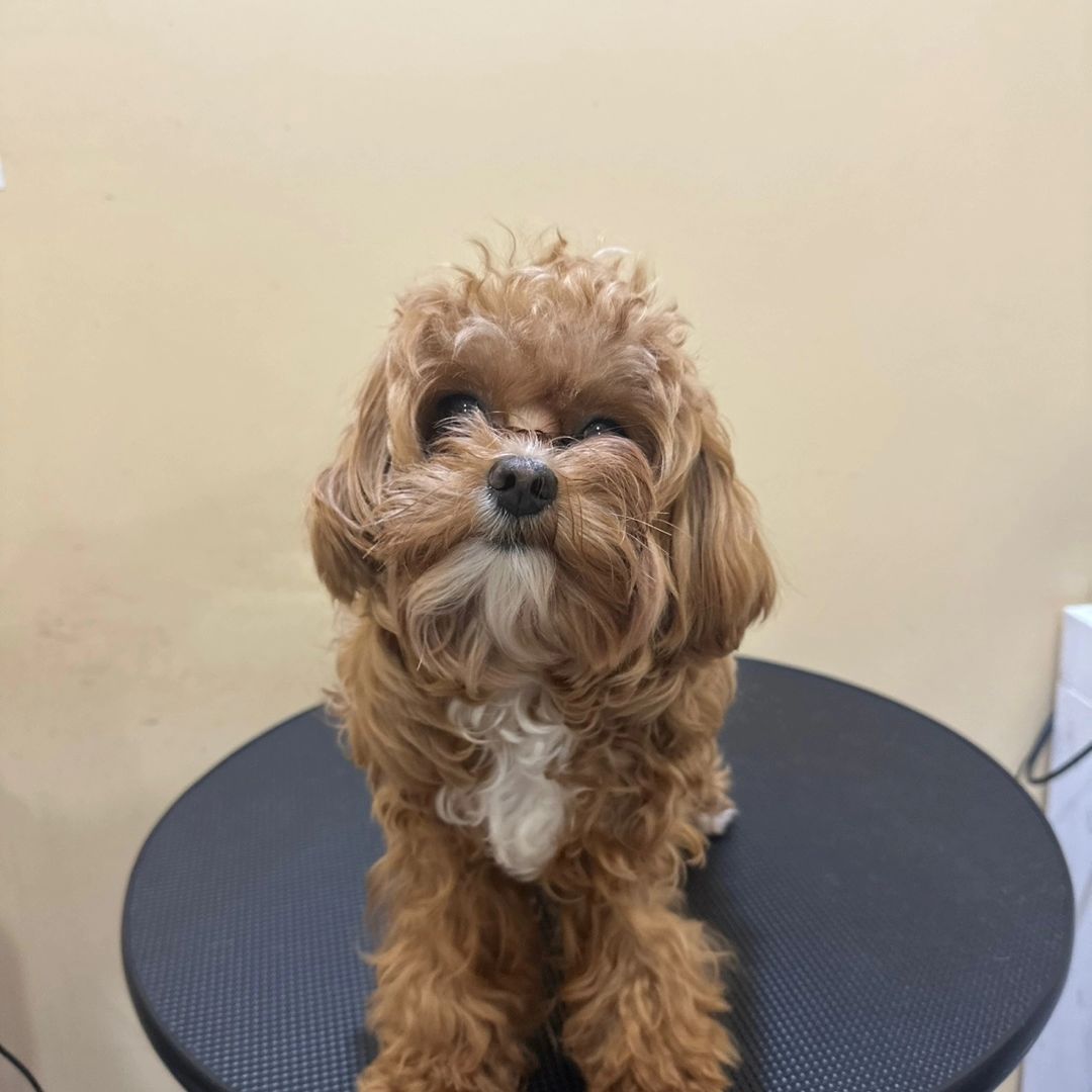 #꾸꾸 #반려견미용 #안산반려견미용
#안산애견미용 #개발지구 g01034449141 
유치원 미용 호텔 운영하는 곳이 집근처에 있길래
오늘 꾸꾸 미용하러 다녀와봤어요
확실히 미용은 전문가에 맡겨야하나봐요ㅠ
몇달동안 집에서 미용하다가 이쁘게 관리가 안되어서
다녀와봤는데 2시간 이후에 다시 만난 꾸꾸의 모습
누구시지요? 어느집 개래요? 

다음에 또 미용할 때 되면 다녀와보려구요 
피부랑 귀 문제없다고 하니 안심 ㅎㅎ
이쁘게 해주셔서 감사드려요

#말티푸 #안산강아지모임 찾아요