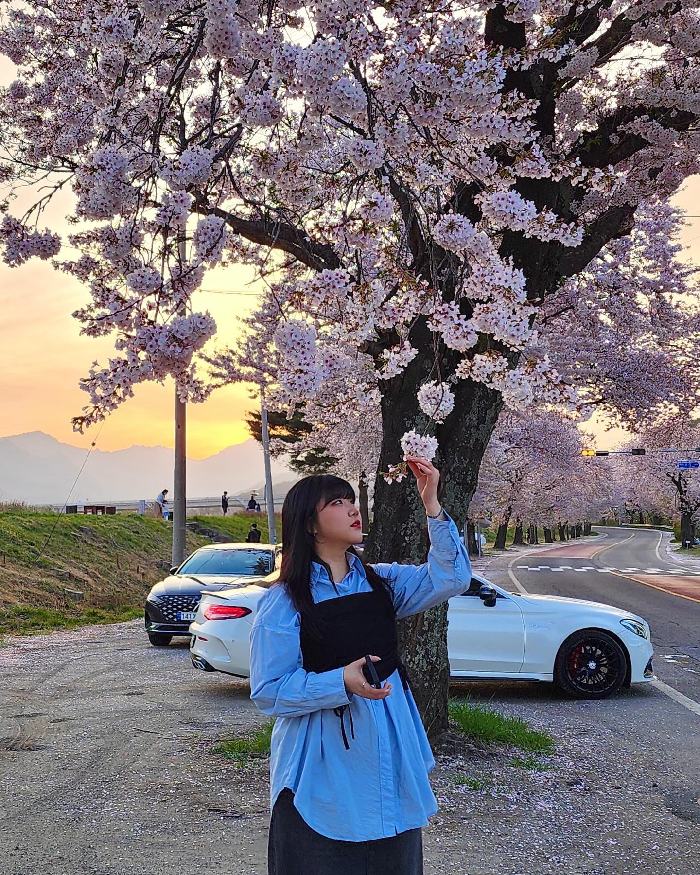 벚꽃모음🌸