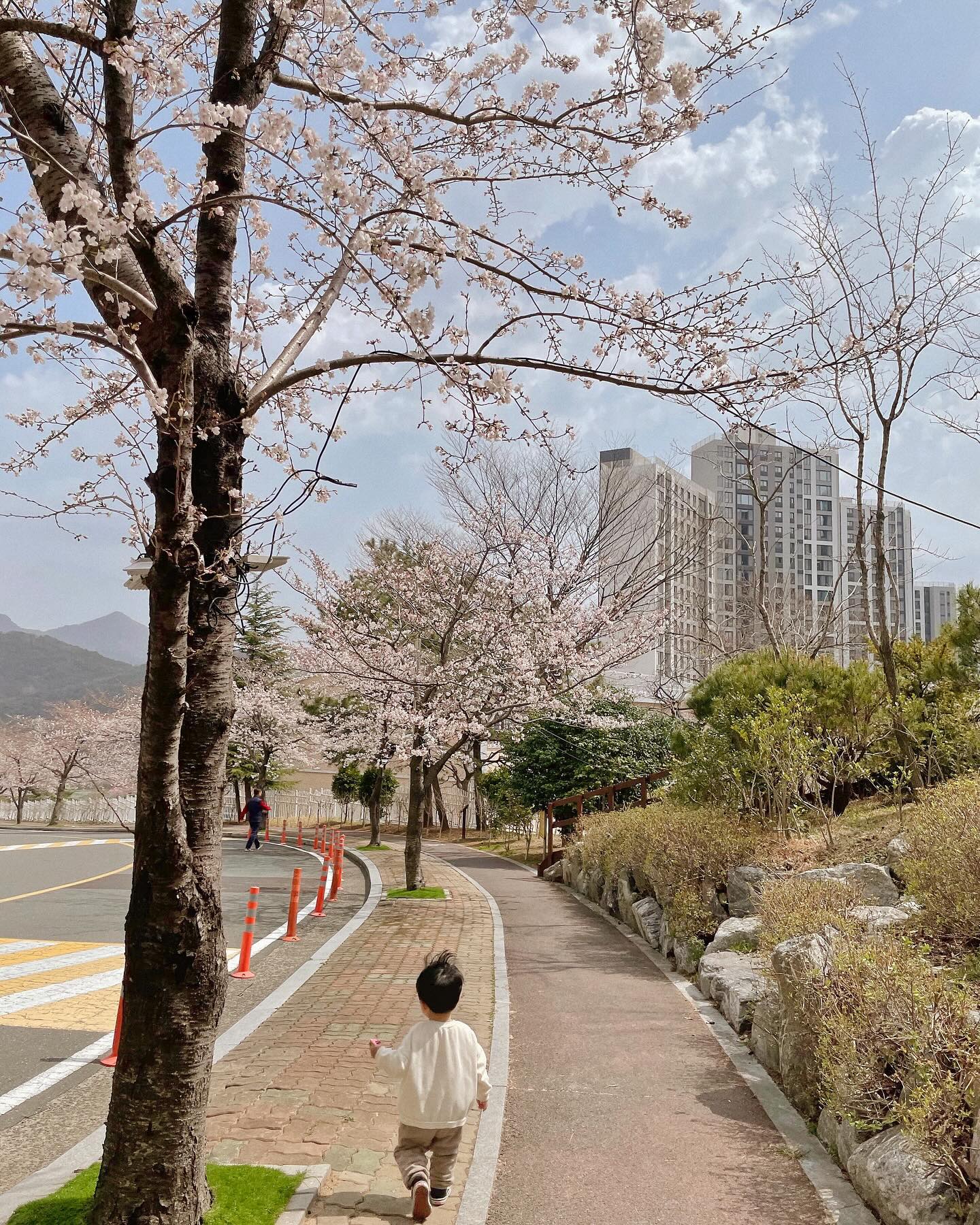 절.대.로 얼굴은 안보여주는 얼굴
뒷모습 미남:)
⠀
아파트단지안 벚꽃은 생각보단 예쁘고
기대보단 덜했지만;;;;
키 작은 꼬맹쓰 이도겸이라
구도가 나오지 않아서겠죠?
⠀
카메라로 담을 수 없었지만
벚꽃을 즐기는 겸이보며
내 눈에 담아야지 했던 주말이에요
⠀
이번주도 알차게 보낸 우리
내일도 힘내보자구요🤍
⠀