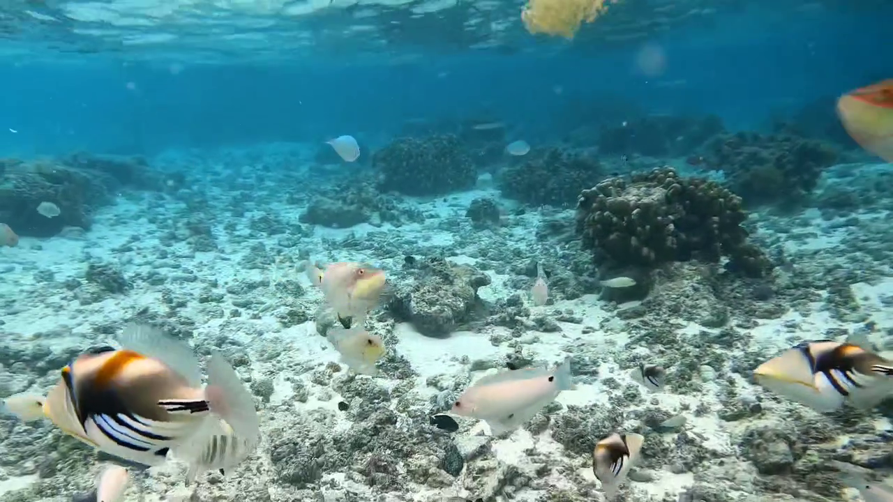 다들 잘지내시죠???
홍땡팸 잊으신건 아니죠??
.
사이판 마나가하섬🏝 물고기🐠들과
인생샷 찍고 왔어요!

이제 날도 조금씩 🍃선선해지는거 같으니
홍땡팸도 슬슬 캠핑🏕 시동을 걸어보겠습니다!