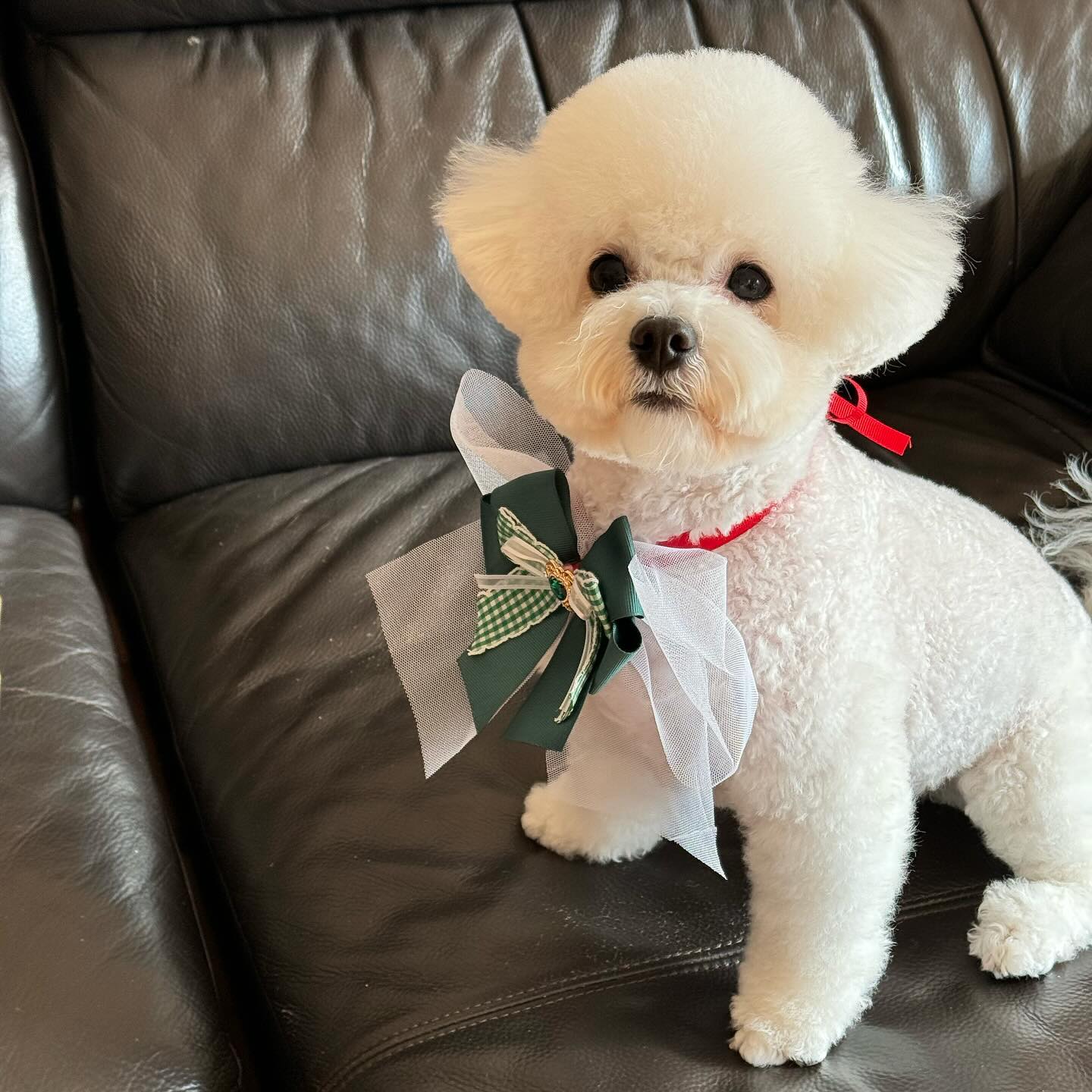 모닝포솜🎄➿♥️➿💚