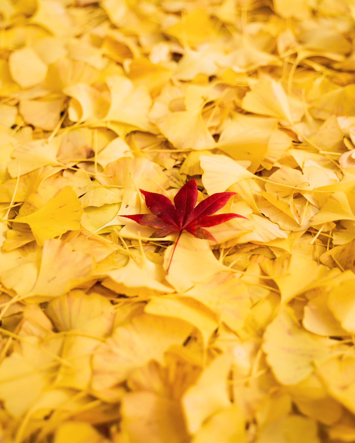 너만 빨갛다🍁

#단풍#은행잎#은행나무#가을#fall#photo #감성사진 #korea #사진소통 #풍경사진 #스냅사진 #사진소통#daily