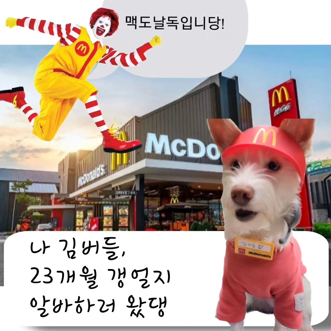 .급조 버들툰

맥도날드에서 받아온 세트
사진 왕창찍었다가 만들어본 버들툰 

드립력 부족한 버들맘의 최선임

#김버들 #버들 #포인핸드 #pawinhand #사지말고입양하세요 #멍스타그램 #믹스견 #시고르자브종 #원앤온리 #oneandonly #개스타그램 #dogstagram #puppy #dog #daily #강아지일상 #오늘의강아지 #23개월강아지 #우리집개딸 #개딸김버들 #김버들툰