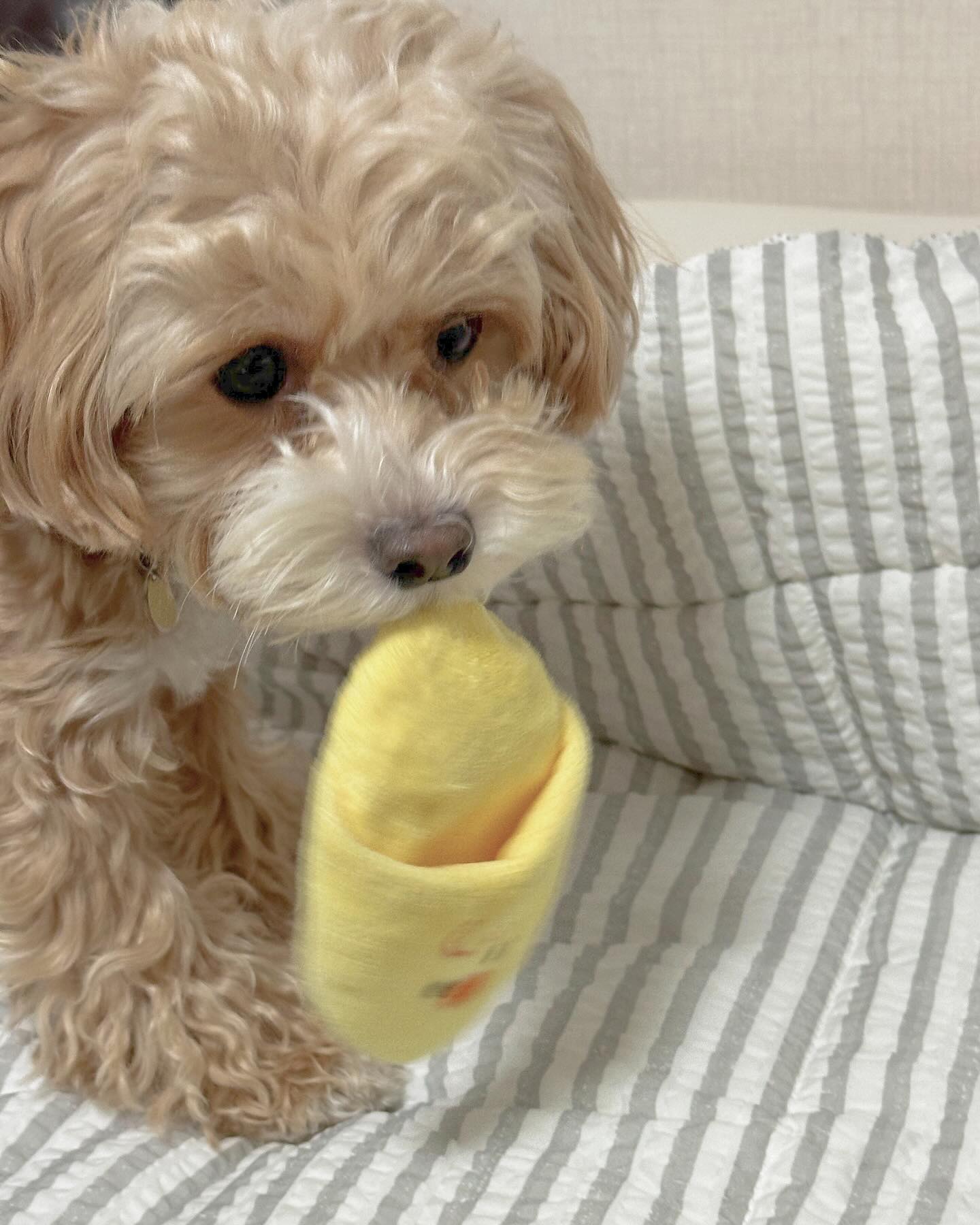 .
도로시가 이로케 귀욥게 오는데 안놀아줄꼬야?🐥💛
