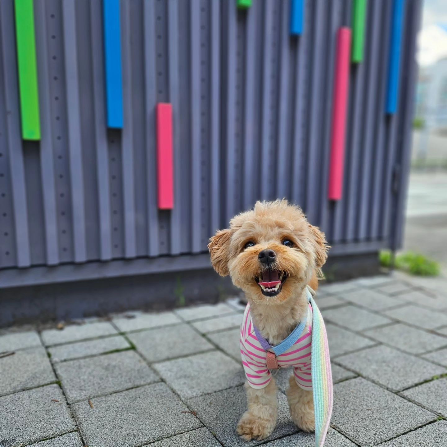 🎀
오늘 뭐 입을지 고민 된다? 싶으면
petsland_official

남자는 핑크지〰️
