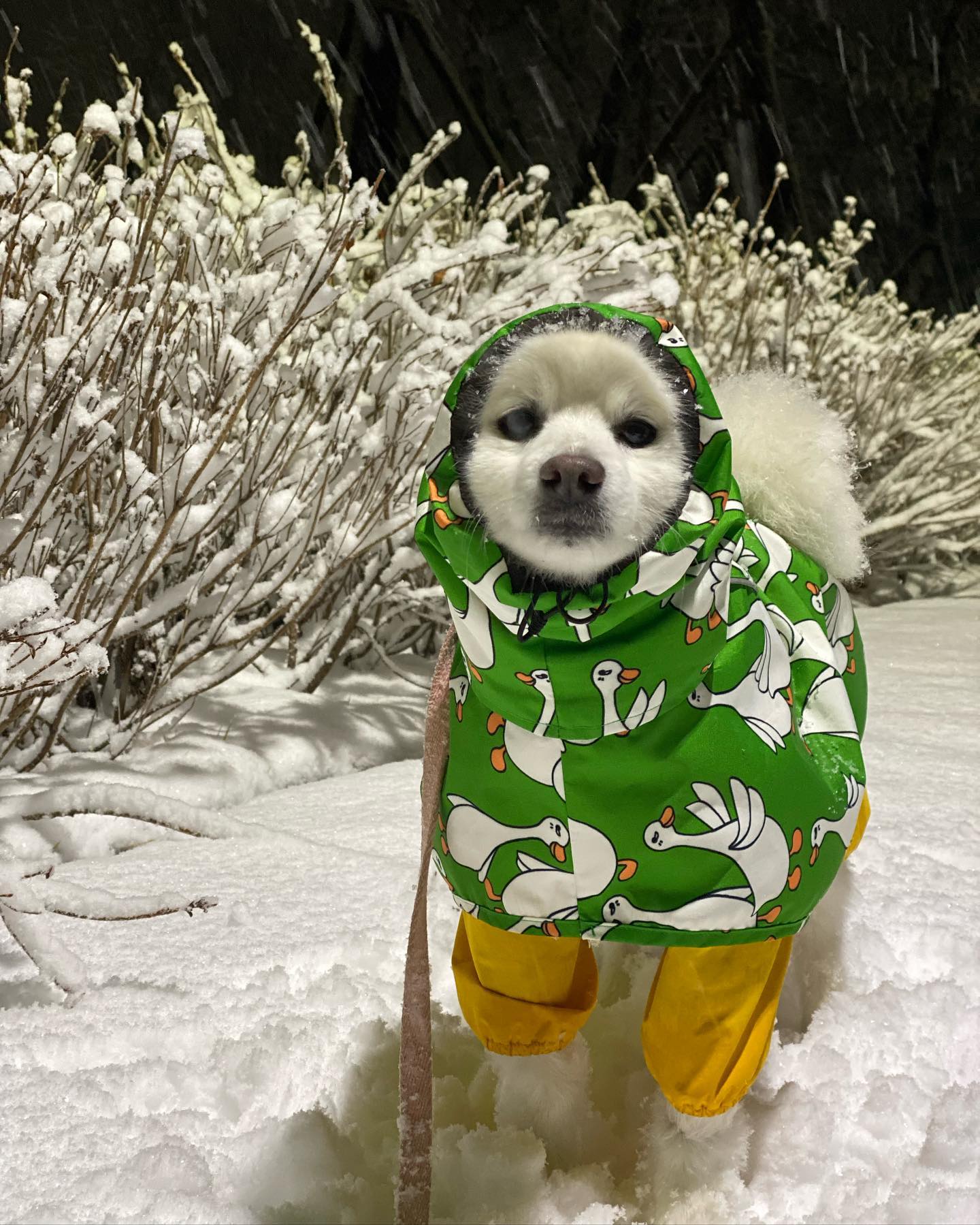 눈 엄청 오네☃️

#석봉스타그램 #이석봉