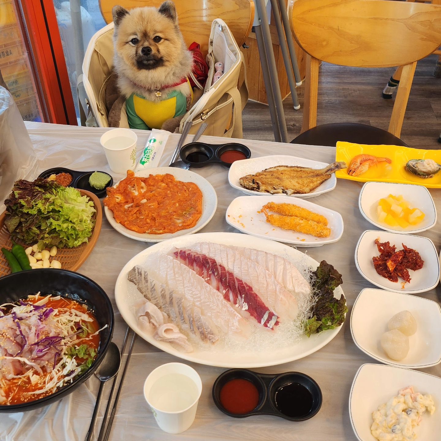 강아지동반 여행하기 딱 좋은 날씨 🌸

맛있는 거 많이 먹고, 콧바람도 쐬고,
이번주도 알차게 노는 중 🐶

남은 주말도 씬나게 놀아야지 🫶🏻