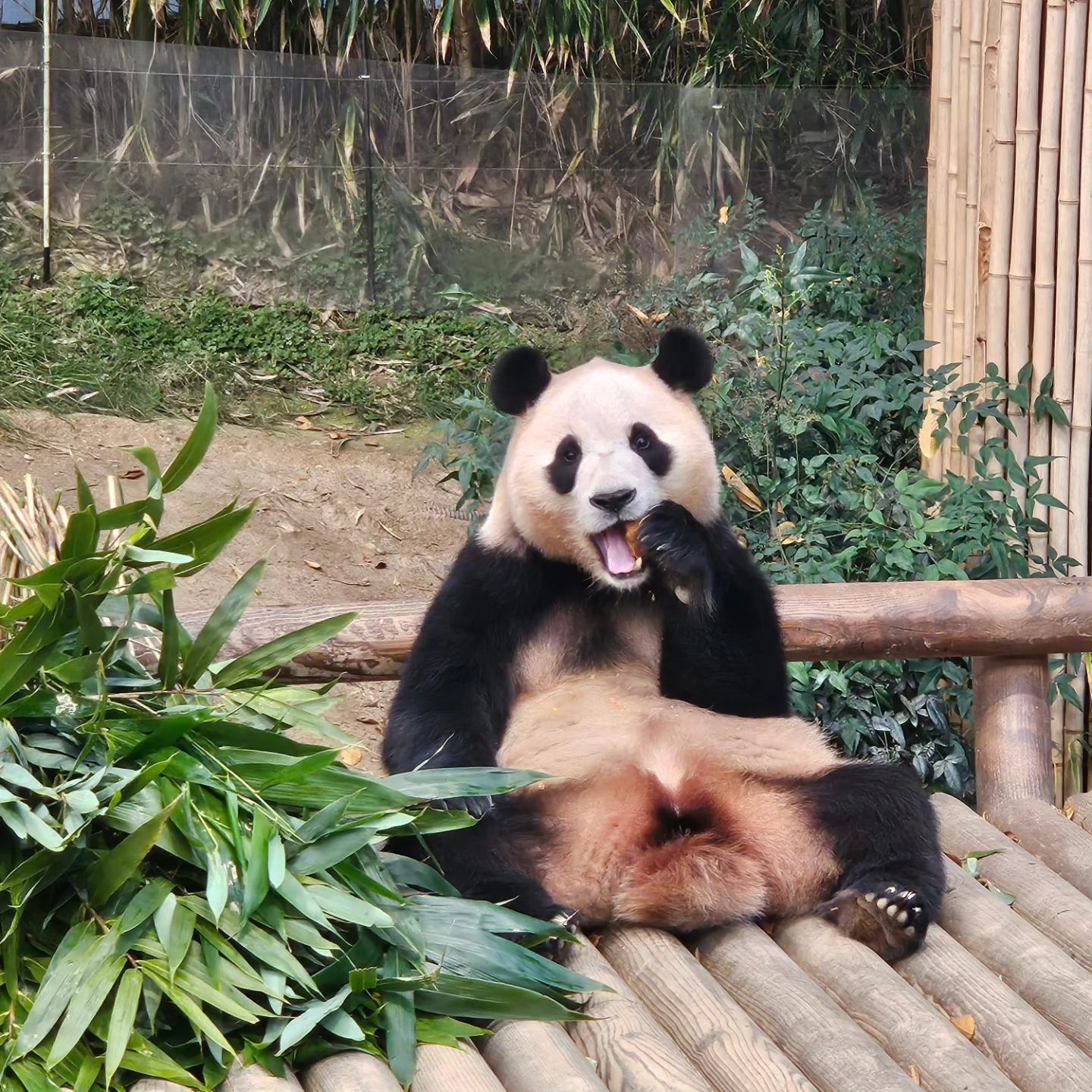 #fubao ❤️ #푸바오 야 너는 사랑이야 🐼

#에버랜드 #판다월드 오전에 한 번 오후에 한 번 갔는데 
5분 관람 너무 부족함 ㅠㅠ

오전엔 푸바오 먹방 못봤는데 사파리 구경하고 갔더니 
대나무 먹방 제대로 보여준다 🤣

#러부지 는 오전 오후 계속 주무심 😴
#아이바오 는 어딨는건지 ~ 😭

팬더 가족들 때문에 #에버랜드 자주 가고파 😍

#everland #korea #국내여행 #travel #trip #voyage #viagem #여행 #여행스타그램 #푸바오짤 #푸바오사랑해 #lebao #aibao #panda #pandaworld #animal #동물 #동물농장 #귀여워 #cute #adorable #에버랜드팬더월드 #에버랜드판다월드 #에버랜드나들이