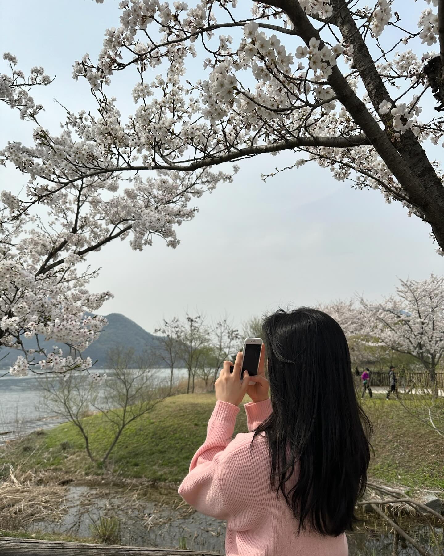 각잡고 벚꽃 보러간거 5년만…

#🌸 #벚꽃 #다산생태공원 #4월초
