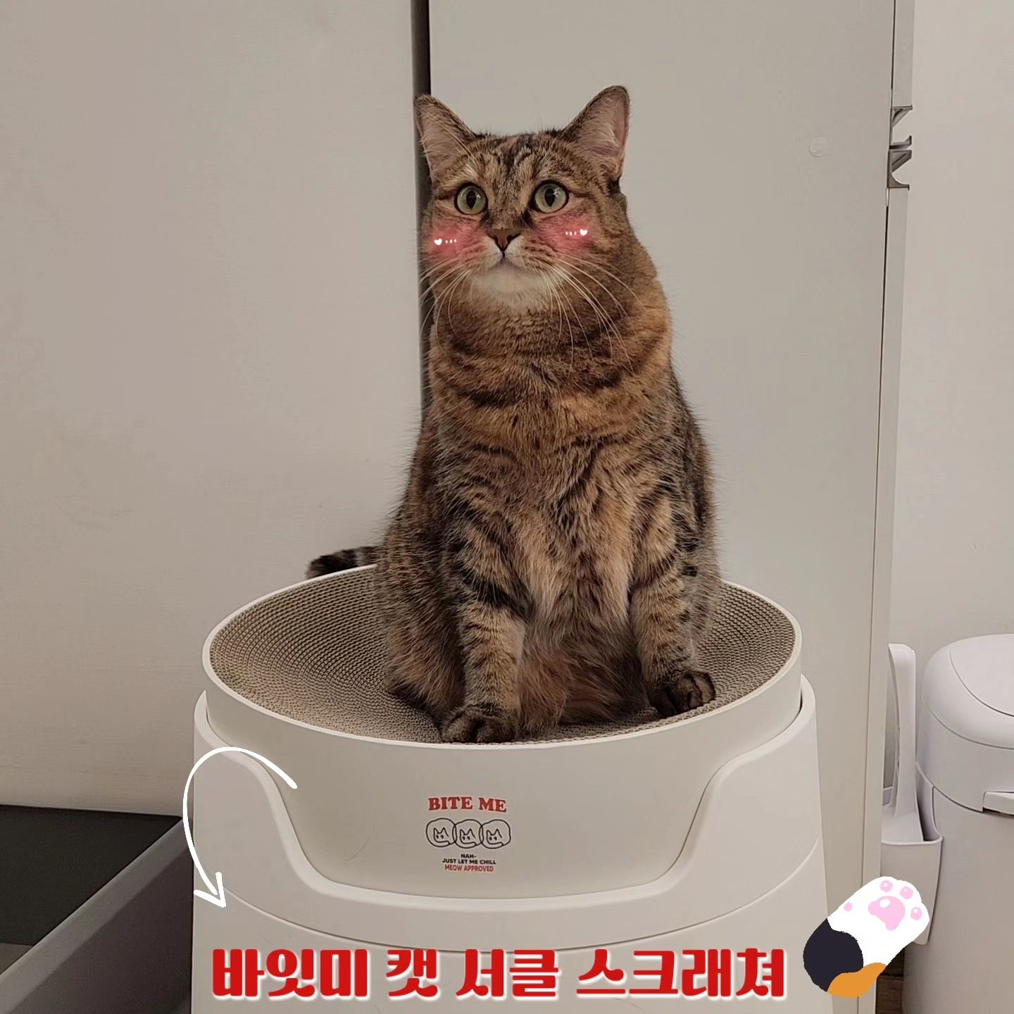 #제품협찬#네이버펫

네이버펫에서 구매한 바잇미 캣 서클 스크래쳐 !! 
.

넉넉한 41cm의 크기의 맞춤형 최적화 사이즈 ✔️
10cm의 높이로 바닥과 적당한 거리감있는 편안한 높이 ✔️
스크래칭에 최적화된 3mm의 골간격으로 높은 기호성 ✔️
최상급 원재지 사용으로 높은 퀄리티와 촘촘한 밀도 ✔️
냥체공학적 최적의 곡선도를 가진 편안한 휴식공간 ✔️
원재료 종이부터 풀 모두 까다로운 안전성 인증 통과 ✔️
어느 공간에나 잘 어울리는 깔끔한 원형 디자인 ✔️
.

편하게 자리 잡고 누워있는데~
단추가 비켜달라고 하니 바로 냥냥 펀치 날리는 보리~ 😭😭

평소에 10개 중 9개는 모두 동생 단추에게 양보해 주지만~
마음에 쏙 드는 1개는 독차지하는 보리 언니~ 

오늘 그 1개는 바잇미 캣 서클 스크래쳐인가보다. ㅎㅎ
😆😆
.
.
#네이버펫#네이버펫기획전#동그람이#네이버펫앰배서더#동그람이앰배서더#바잇미#캣서클스크래쳐#바잇미캣서클스크래쳐#원형스크래쳐#바잇미스크래쳐#고양이스크래쳐#고양이쇼파#고양이소파#고양이침대#고양이스크래처#고양이스크래치#고양이스크래칭#바잇미고양이스크래쳐#바잇미고양이쇼파#바잇미고양이소파#바잇미고양이침대
