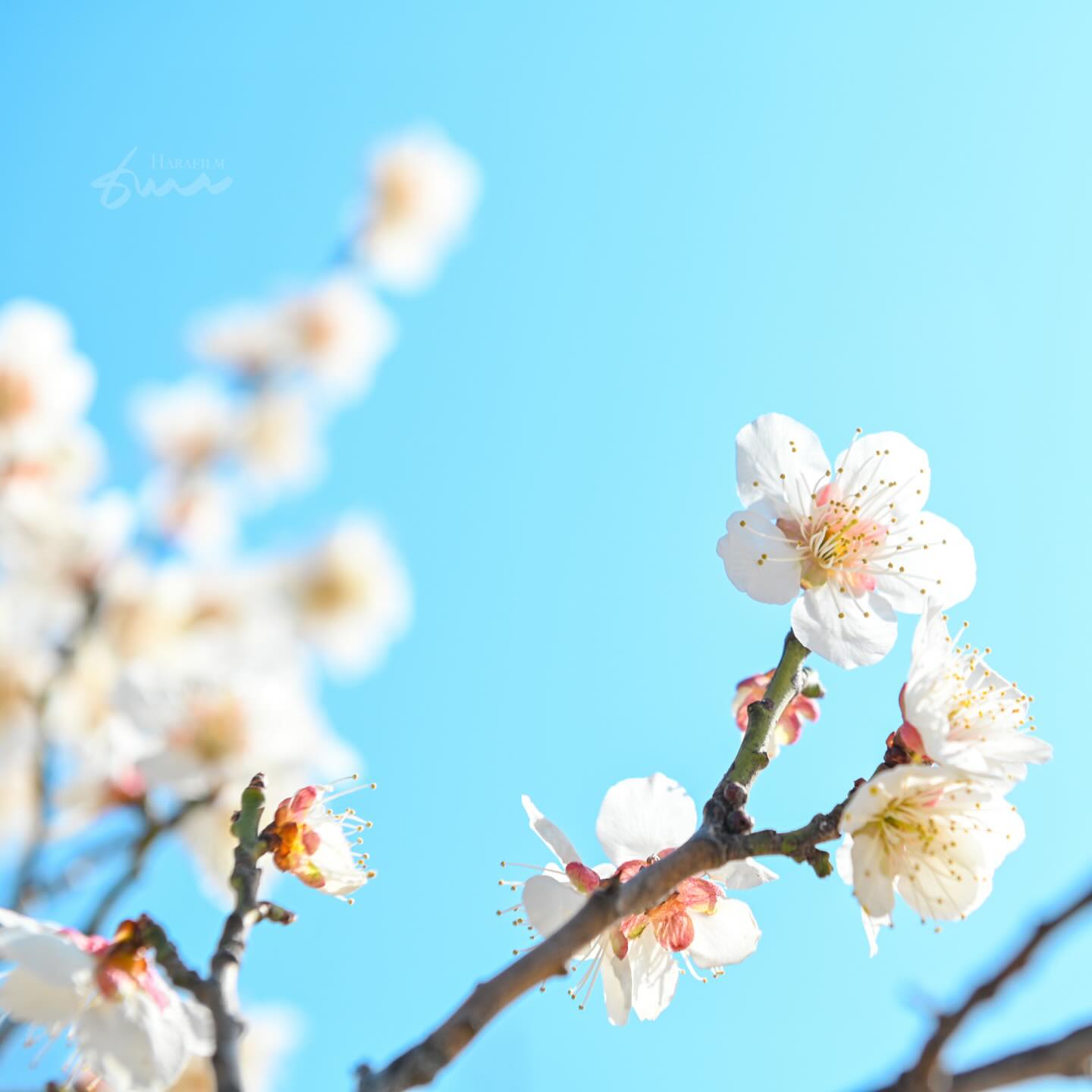 매화인지 살구인지 잘 모르겠으나
선유도공원에 갔더니 잔뜩 핀 꽃🌸

봄이 오려나보다
날씨도 따뜻🔆

📍 선유도공원
📷 Nikon D780 | 24-70

#매화 아니면 #살구 #봄 #봄이오나봄 #오늘