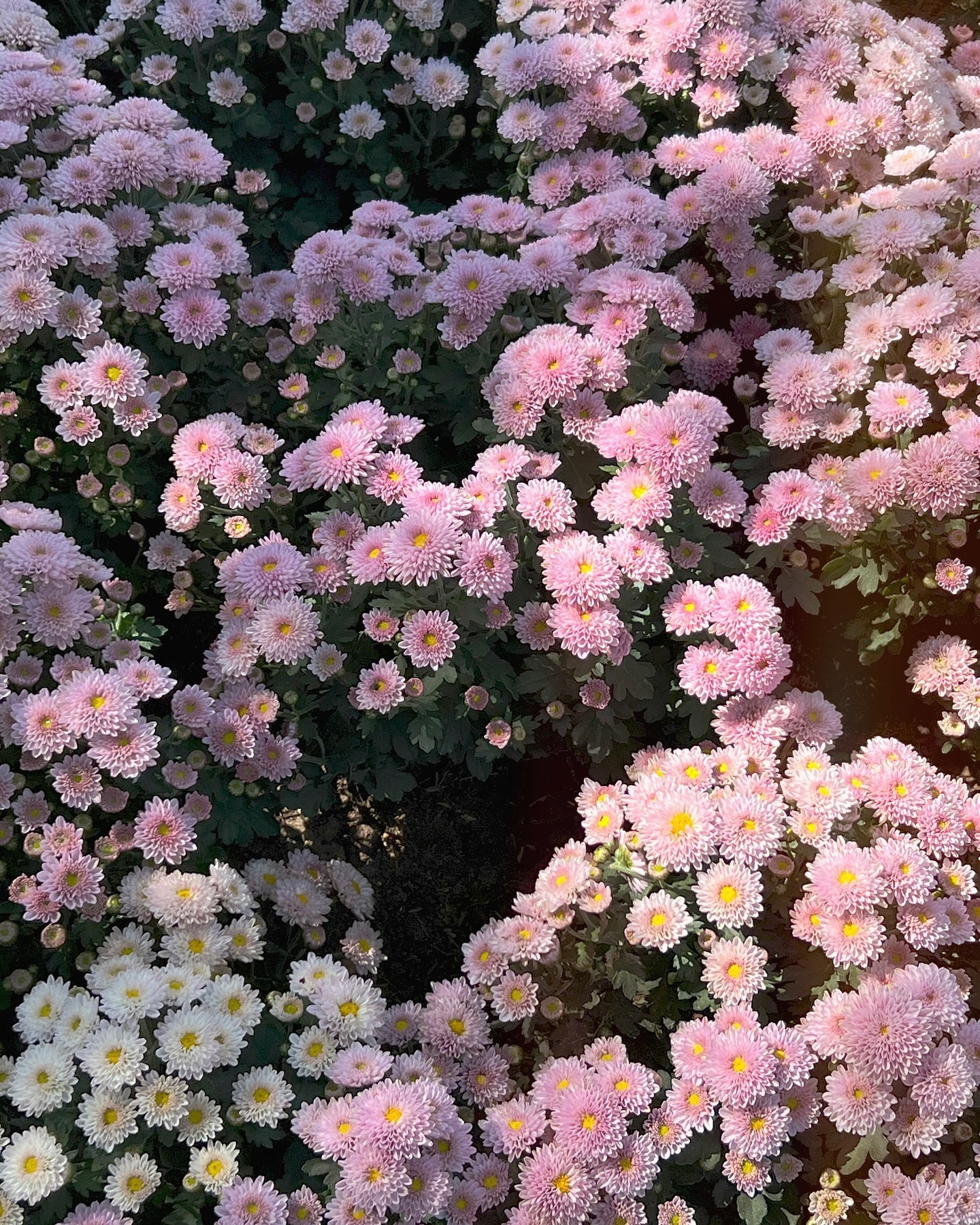 꽃사진이 좋아지는걸보니.. 할머니가 다 됐나부다..🌷