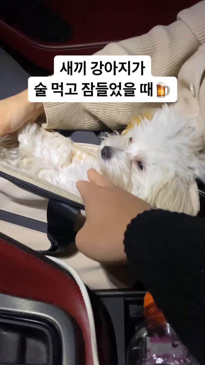새끼 강아지가 술 먹고 잠 들었을 때🍺