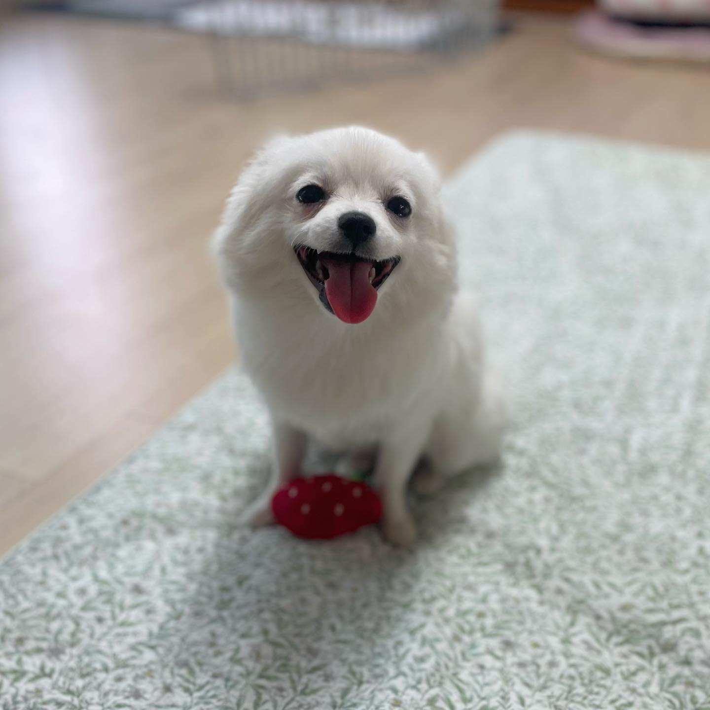 누나가 놀아줘서 행복한 갱얼쥐 대박이🐶🐾