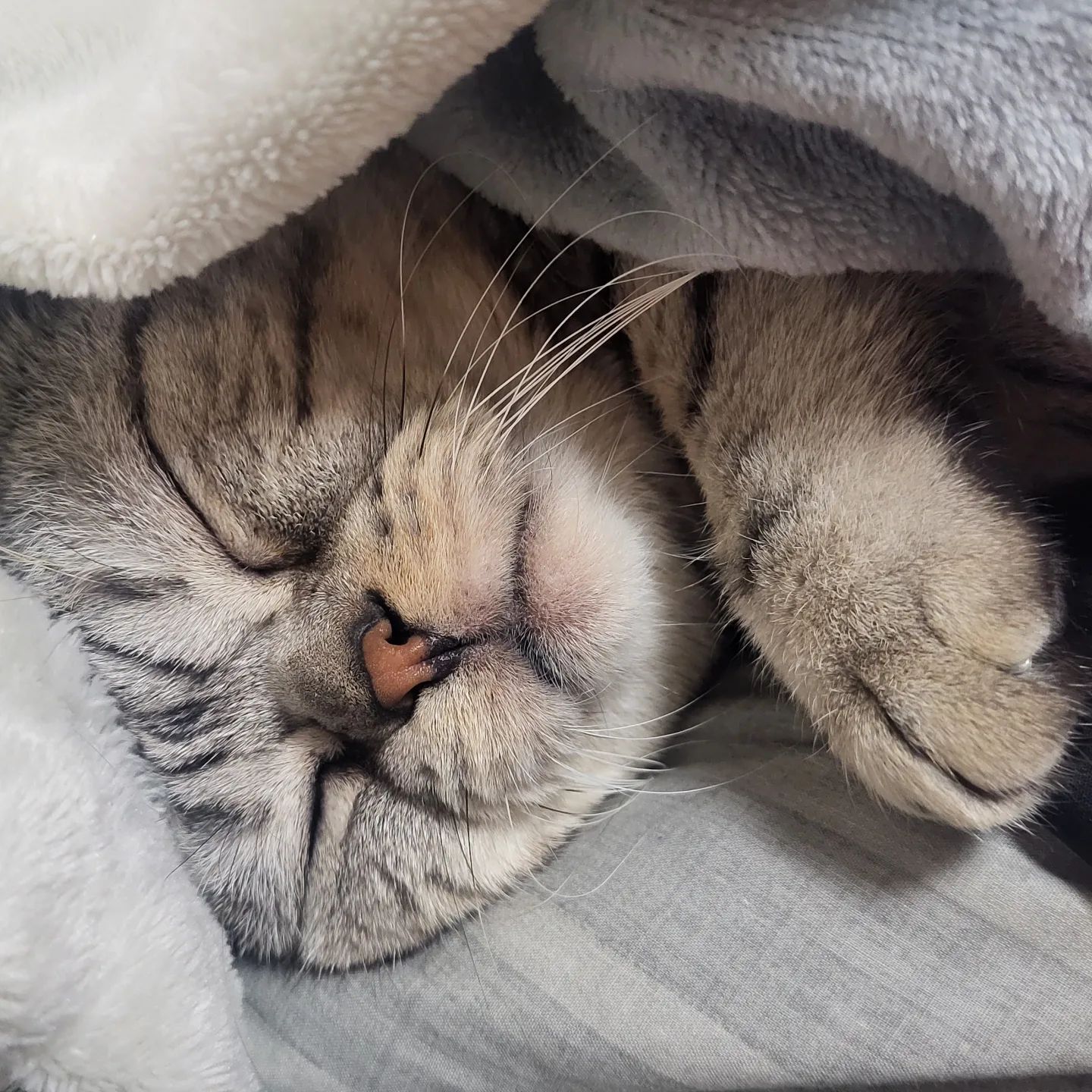 옷 더미 속에서 자는 고양이