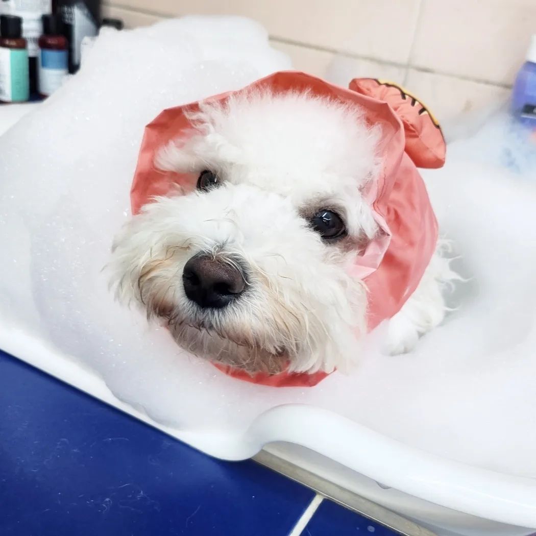 오늘은 목욕 하는날😶‍🌫️

스파하는데 넘 노곤노곤해서
잠이든거이찌😴😴

물에 퐁당 빠질뻔💦

요기는 내일부터 비 소식이이쪄☔️☔️

친구들 눈치게임 잘 해보쟈❤️
.
.
.
.
.
#나보다팔자좋은개