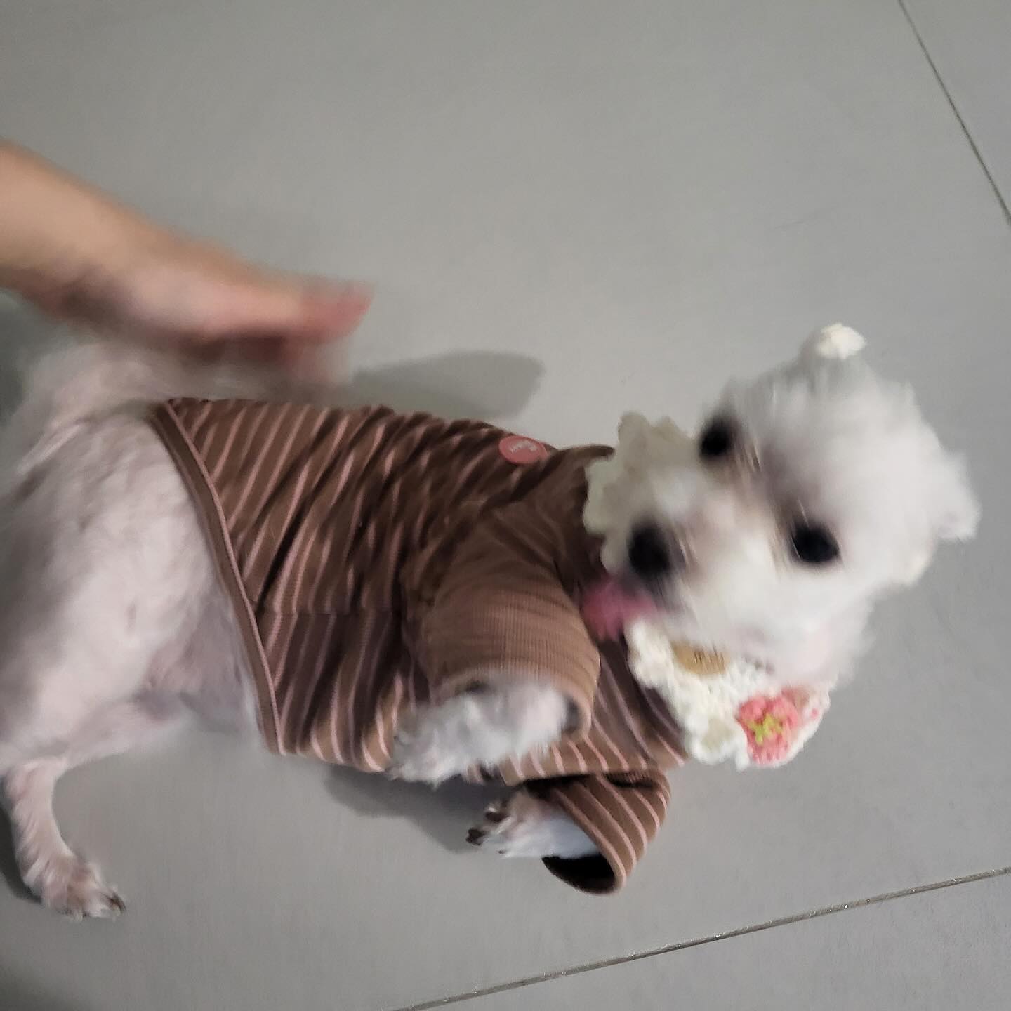 정큐티가 냥집사를 반길땐 내가없을때 ㅋㅋ