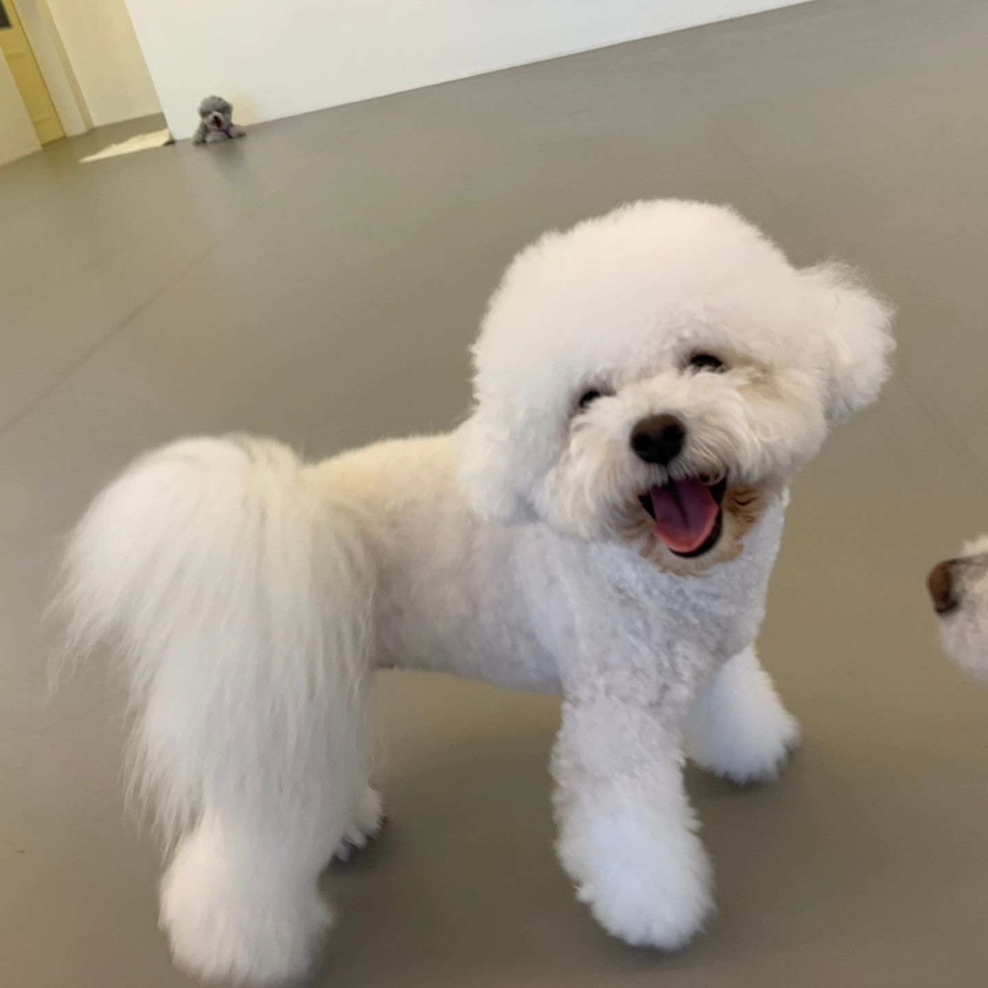 꼬질이여도 귀엽자나👉👈✨️
오랜만에 생존신고🥹🐾

친구들 가을 잘 즐기고있냐개🍂🍁
춘봉이는 늘 행복한 뛰뛰 중🤍🤍🤍

엄마가 바쁜것만빼면 행보캐🫶🏻❤️

날씨도 점점 선선해지니까
친구들도 신나는 산책 즐기자규🍁🐾🤍🐶
.
.
.
.
.
#내가바빠야너가행복해