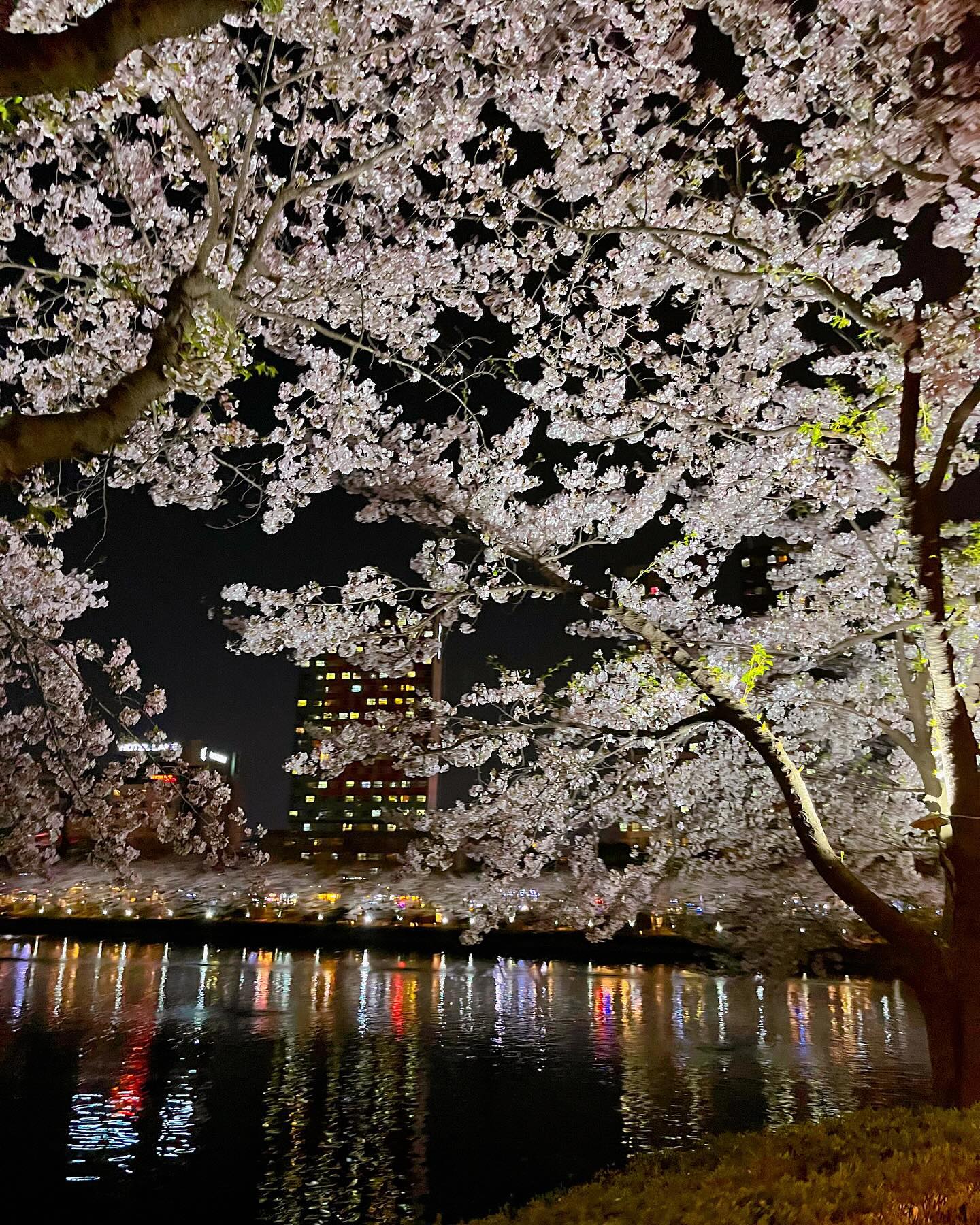 벚꽃 개화 만개, 절정일 때 가기 석세-스..🌸
떨어지는 벚꽃잎 잡으러 뛰기도 석세-스✨
다음날이 쉬는 날이였다면 난 곱창에 소주를 조-오져버리고 왔을것이야,,켈켈🐽
#seokchonlake #seokchonlakecherryblossomfestival 
#잠실 #송파 #서울 #석촌호수벚꽃축제 #벚꽃축제 #꽃놀이 
 
#데이트 #봄데이트 #봄날 #🌸