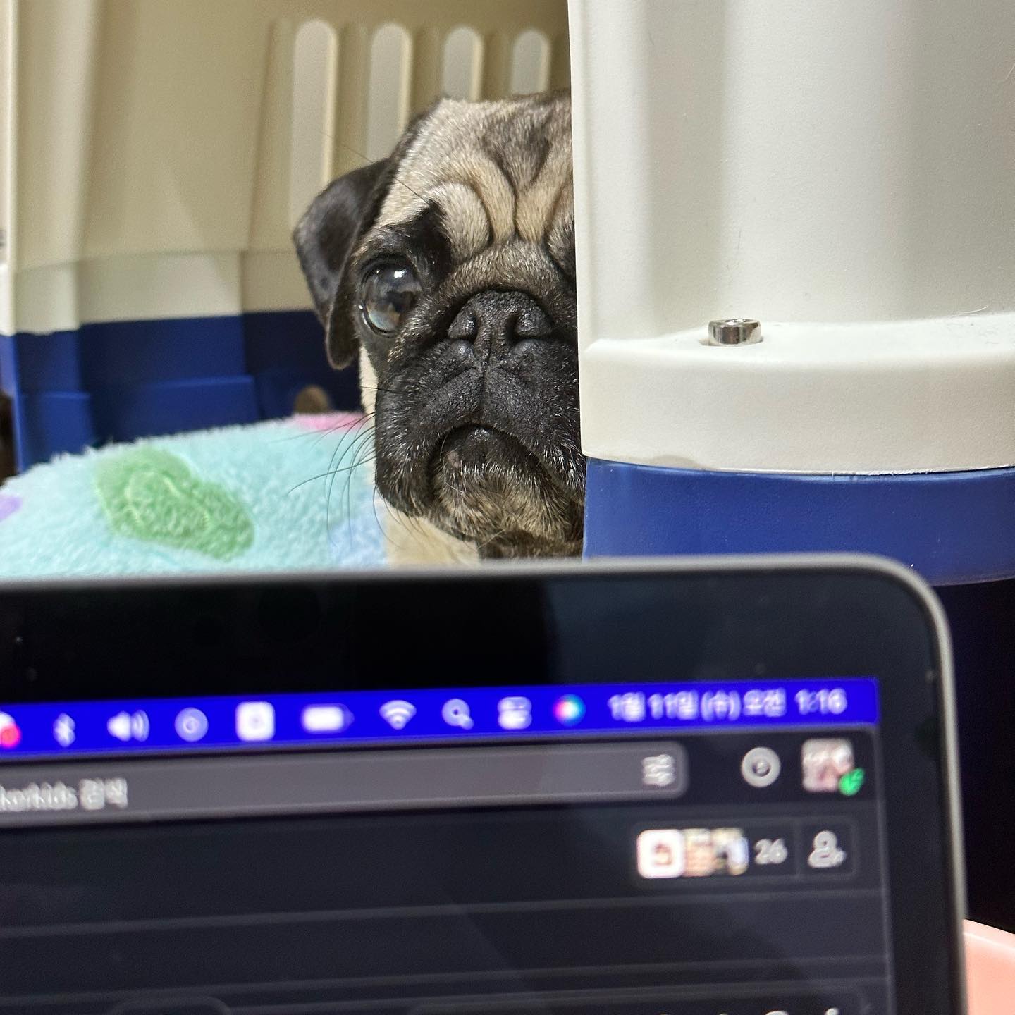 나랑 안놀아줄거야..?
#퍼그 #pug #개삐짐
#개스타그램 #댕댕이그램