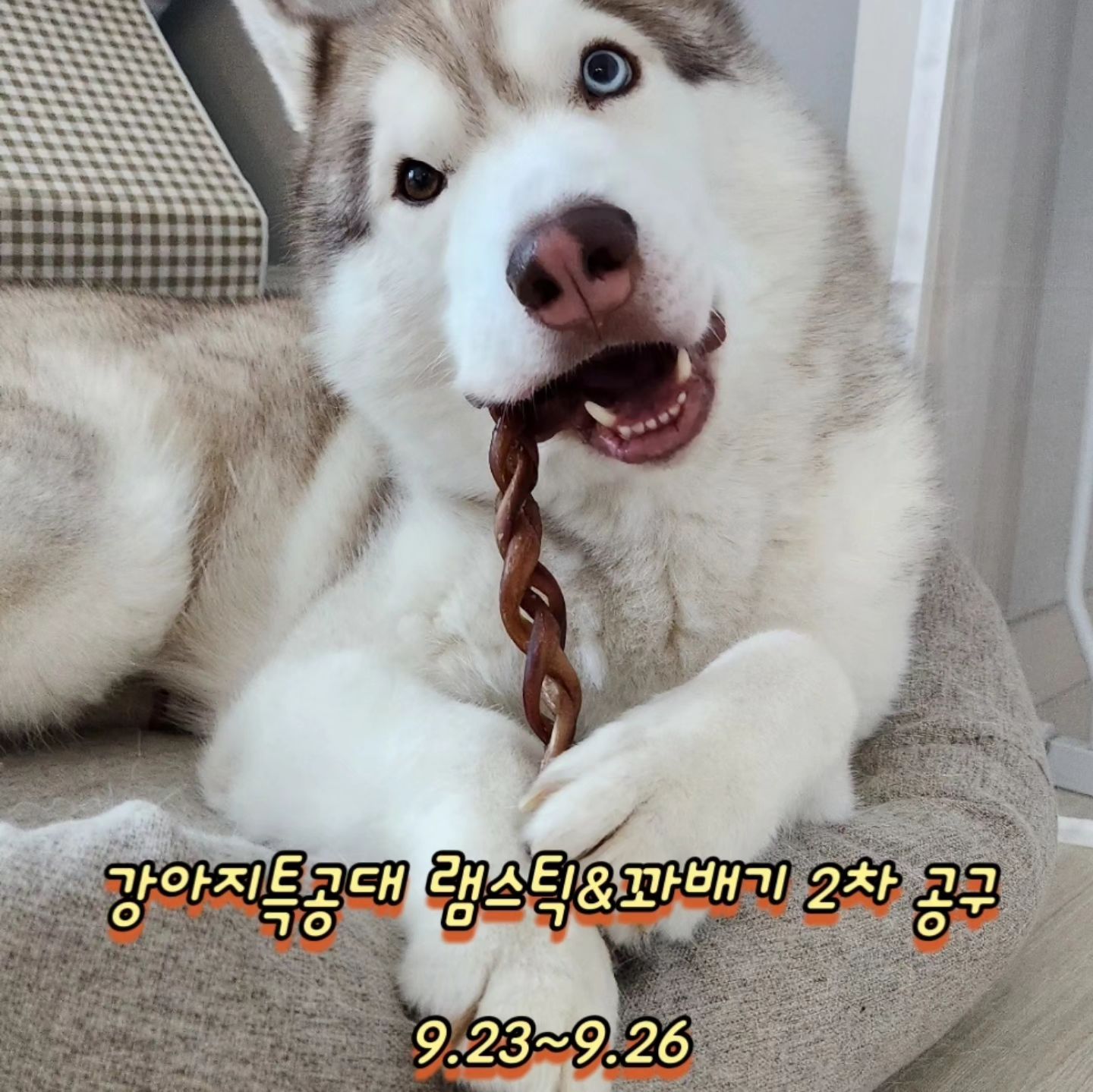 강아지 특공대 램스틱&꽈배기 2차 재공구 

1차때 조기품절로 아쉬운 마음에 앵콜 공구 요청이 많았어요
양🌶이고 우스틱 만큼 아이들이 오래 먹는 간식이에요

중국산 아닌 깨끗한 원물인 국내산으로 제조된 간식 입니다

요세 날도 습하고 비도 오락가락하고 아이도 견주님도 산책하기 힘드실텐데 램스틱 하나로 아이들과 원만한 합의를 하시길 바랍니다..? 

3팩  1set 구성 →28700원 

2set 구성= 1팩 (9500원) 추가증정 

3set 구성= 2팩 (19500원) 추가증정 

5만원 이상 무배

⚠️증정 상품은 랜덤으로 발송 드립니다⚠️

공구기간 : 9.23~9.26
발송기간 : 평일 오후 2시 이전 주문건 당일 발송 

주문은 프로필 하단 링크 클릭 해주세요 ✔️

#강아지 #댕스타그램 #댕댕이 #좋아요 #cute #일상 #대형견 #공구마켓 #강아지간식 #공구 #수제간식 #동결건조 #애견간식 #니어플레이스 #소형견 #중형견 #램스틱 #오래먹는간식