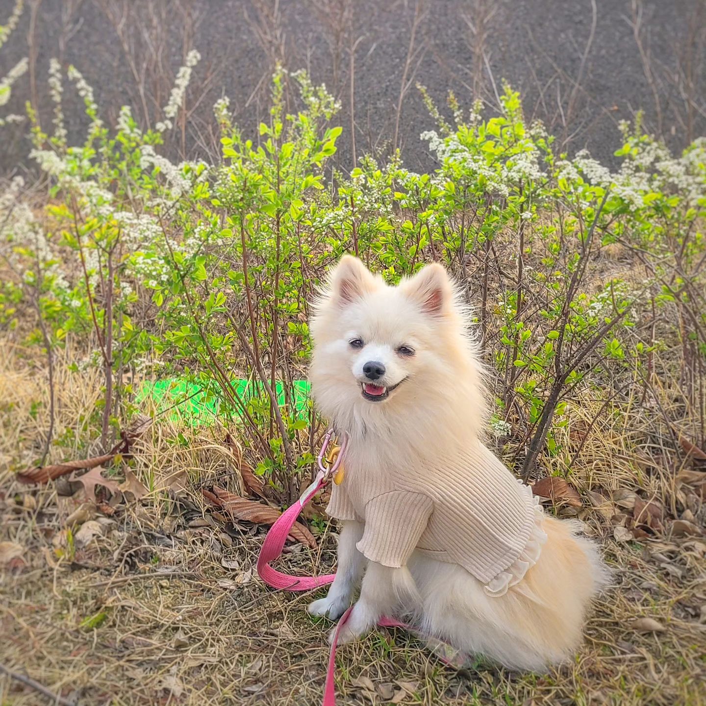 #🐶🌼
날씨가 좋으니 울아가 기분이 Up Up💐
찐빵이 기분이 좋으니 걍 막찍어도
활짝 웃어주는것이 아주 그냥 사랑스러워 죽갔어🌸🌸
너무 이뻐 내 새뀨❤️‍🔥
내일은 엄빠 휴가니까 엄마 병원갔다와서
우리 더 신나게 놀자💕

-
#오늘산책 #날씨최고 #기분최고 #오산완