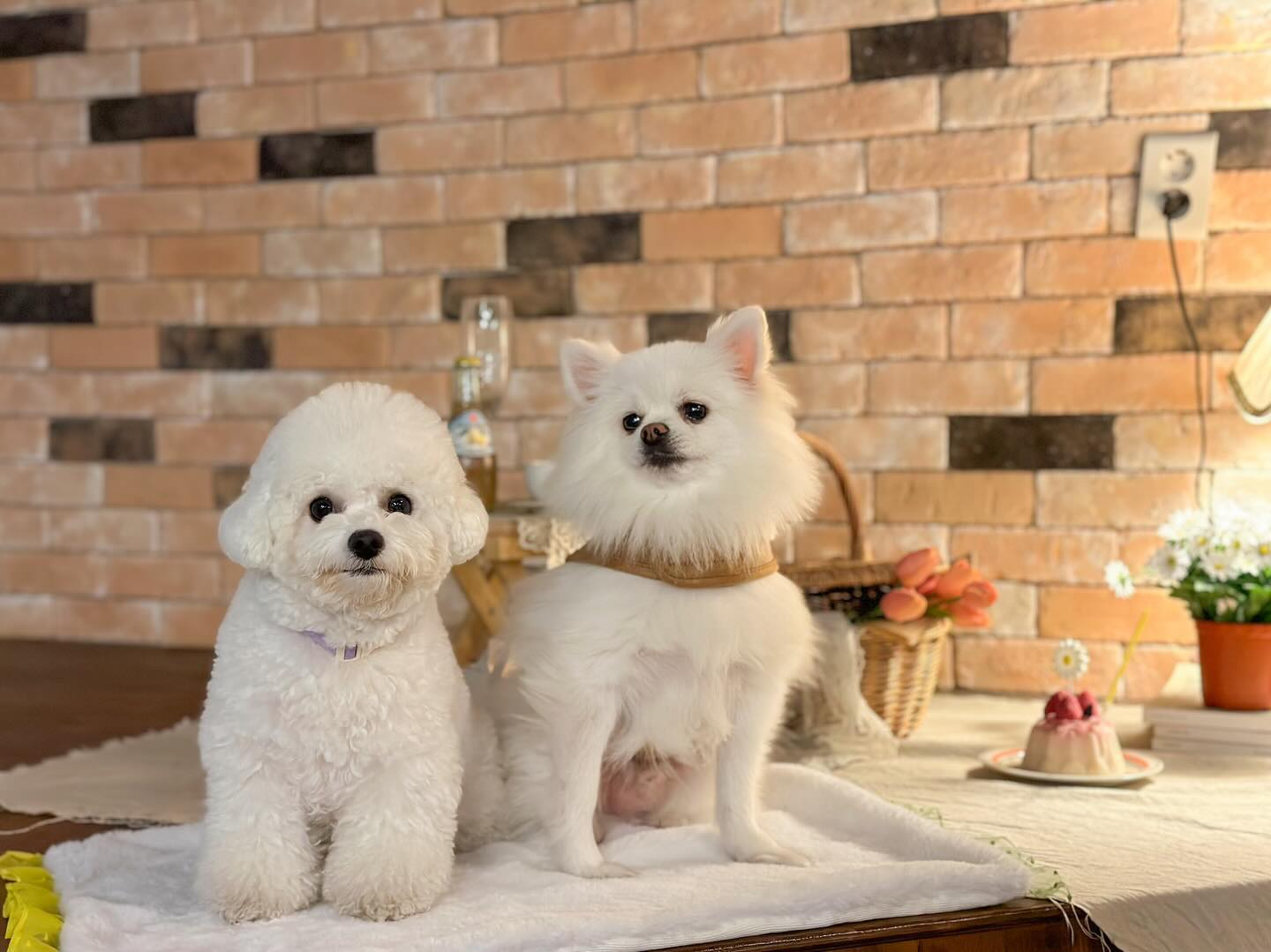 #오늘의새벽 
산책하다가 급 애동카🫶
#카페지음