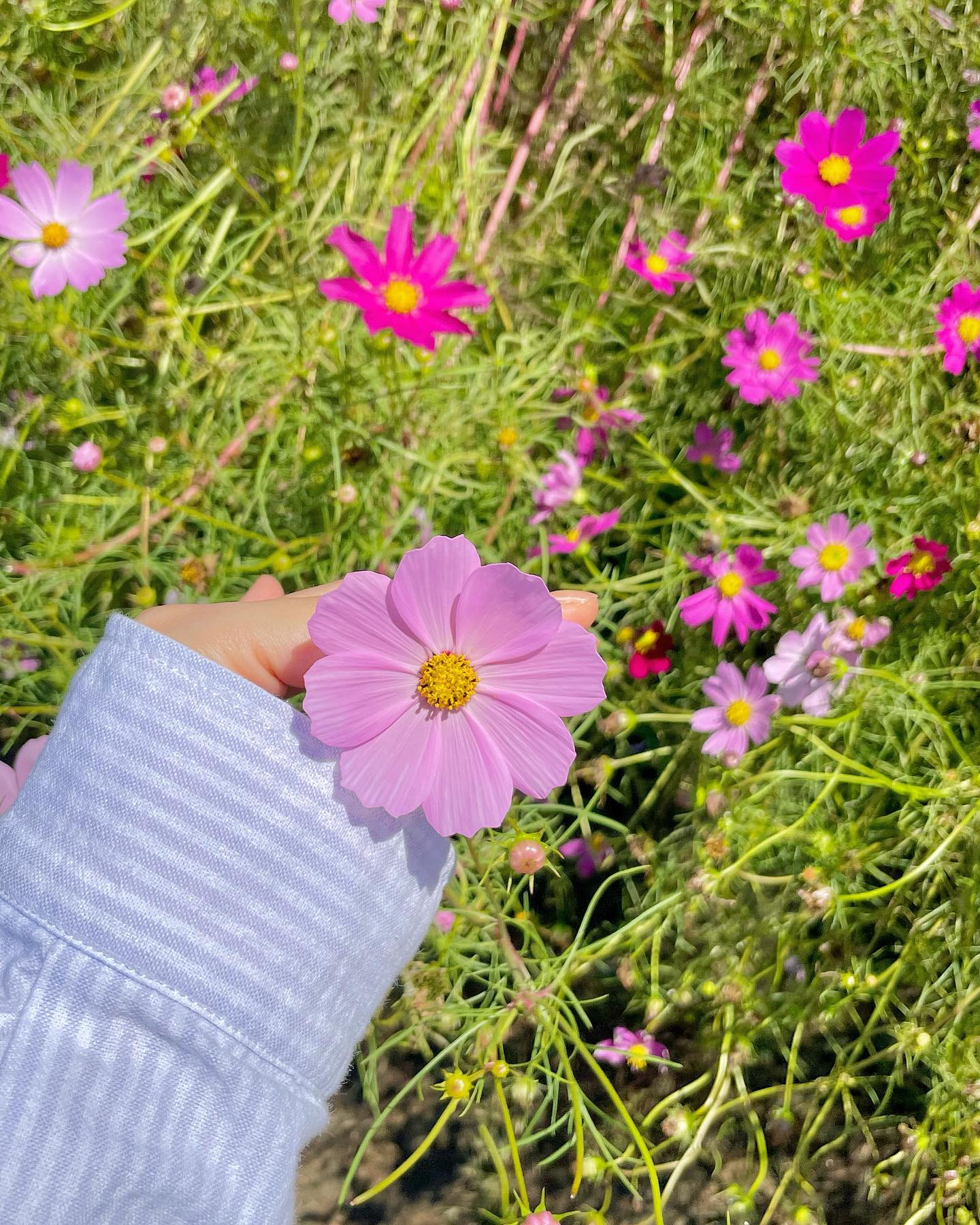 편애 (偏愛)